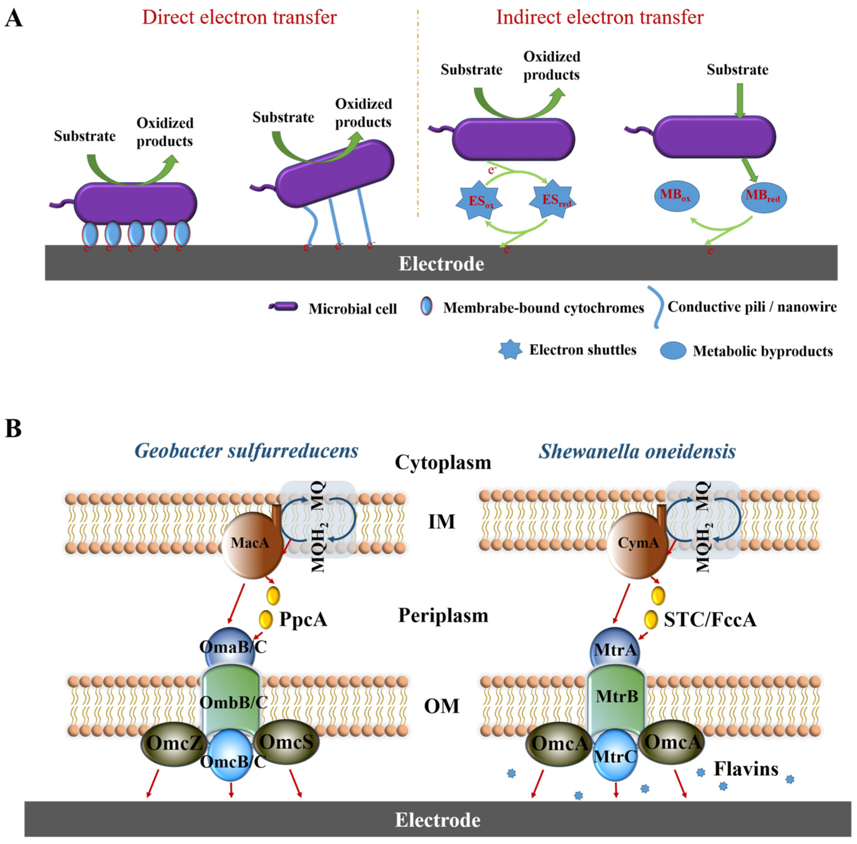 Microorganisms 13 00631 g003 Microorganisms 13 00631 g003
