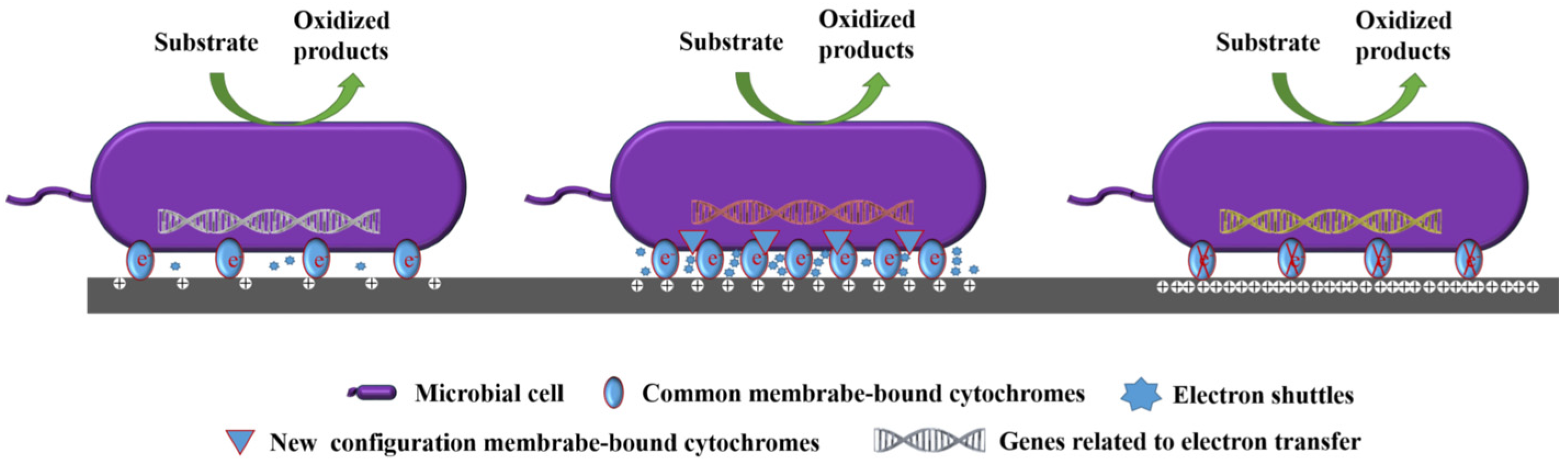Microorganisms 13 00631 g004 Microorganisms 13 00631 g004