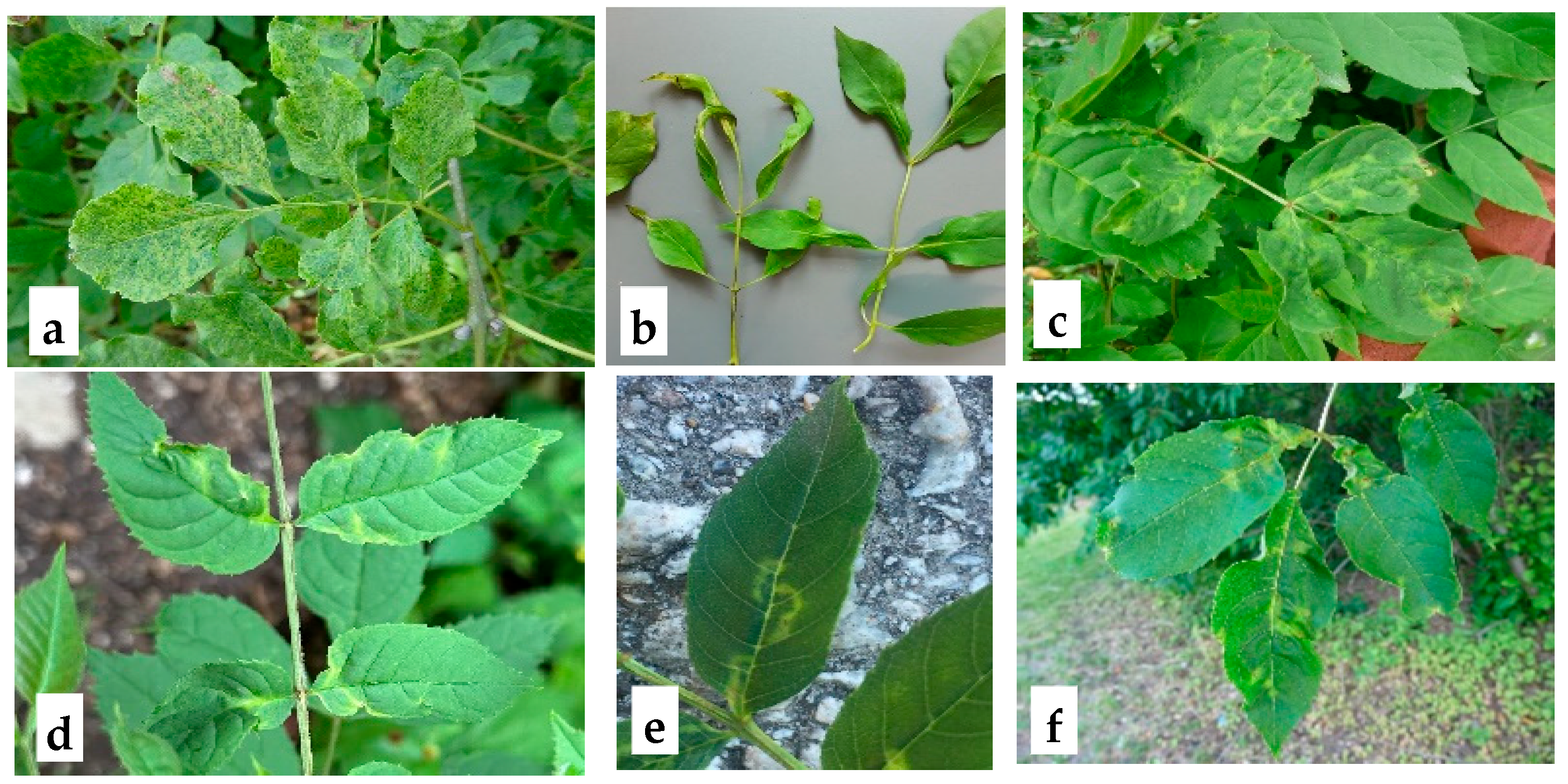 Microorganisms 13 00633 g001