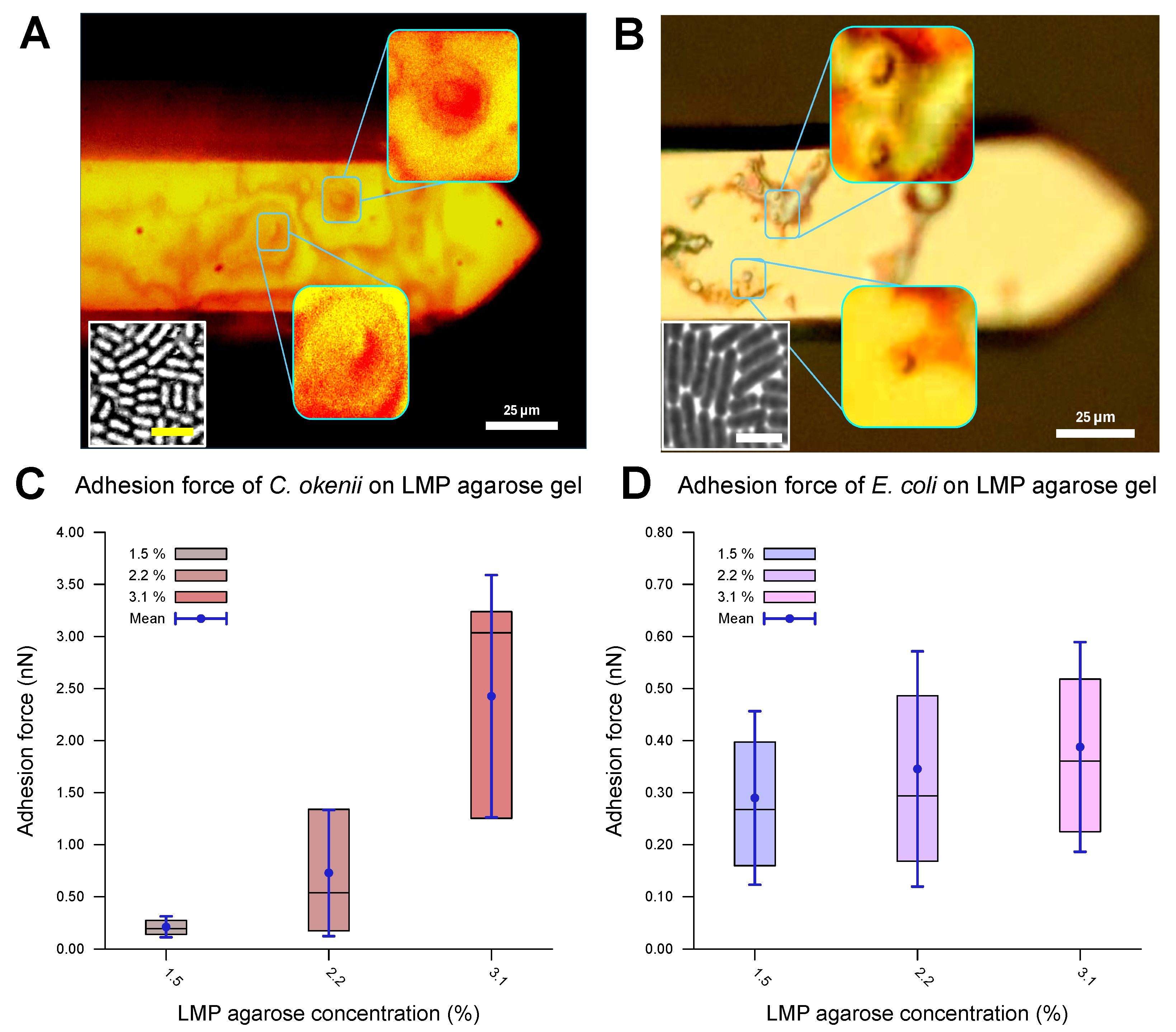 Microorganisms 13 00637 g004 Microorganisms 13 00637 g004