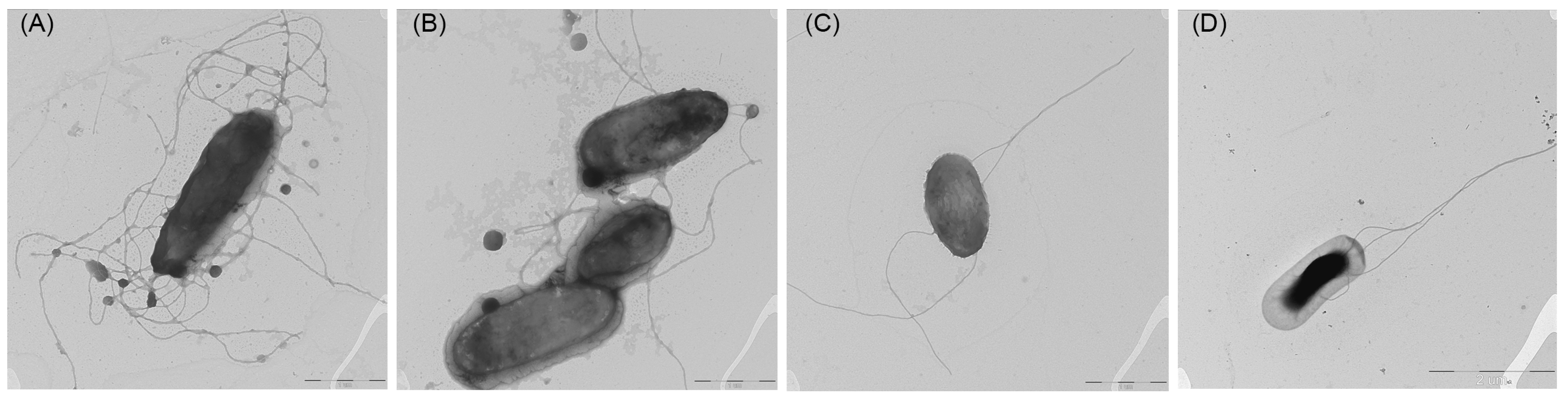 Microorganisms 13 00638 g006 Microorganisms 13 00638 g006
