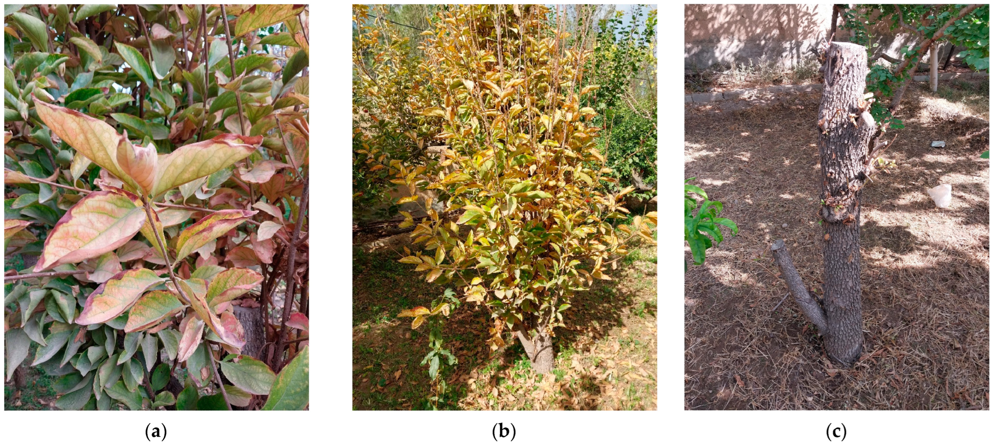 Microorganisms 13 00645 g001 Microorganisms 13 00645 g001