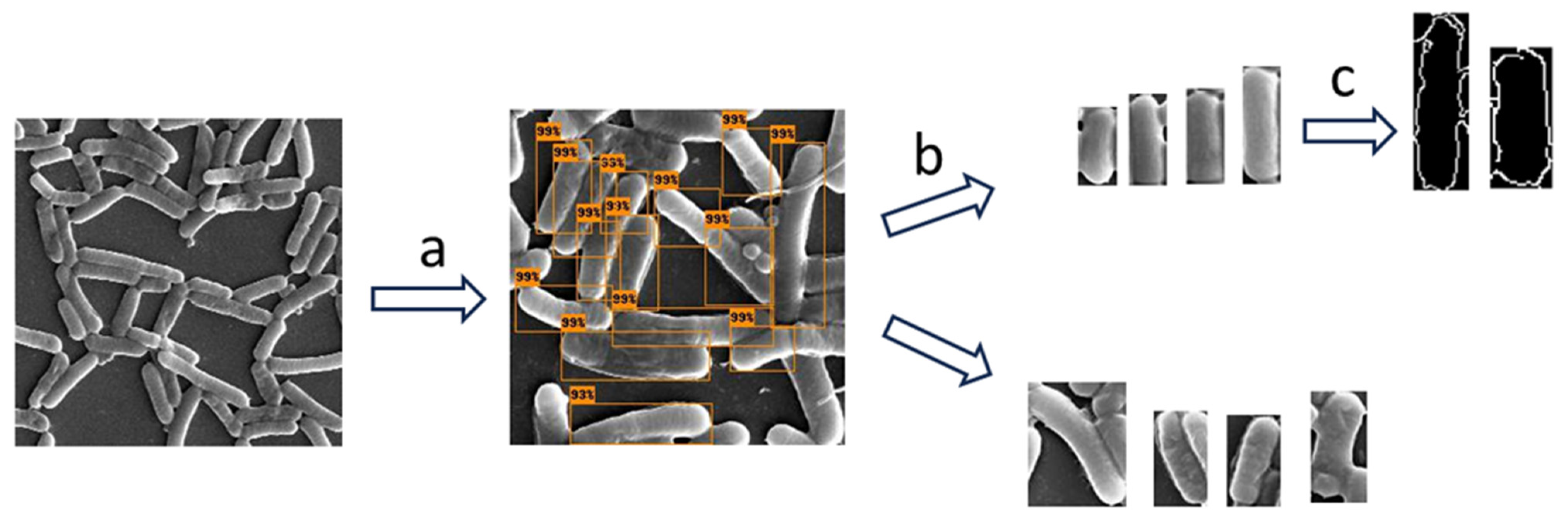 Microorganisms 13 00647 g002