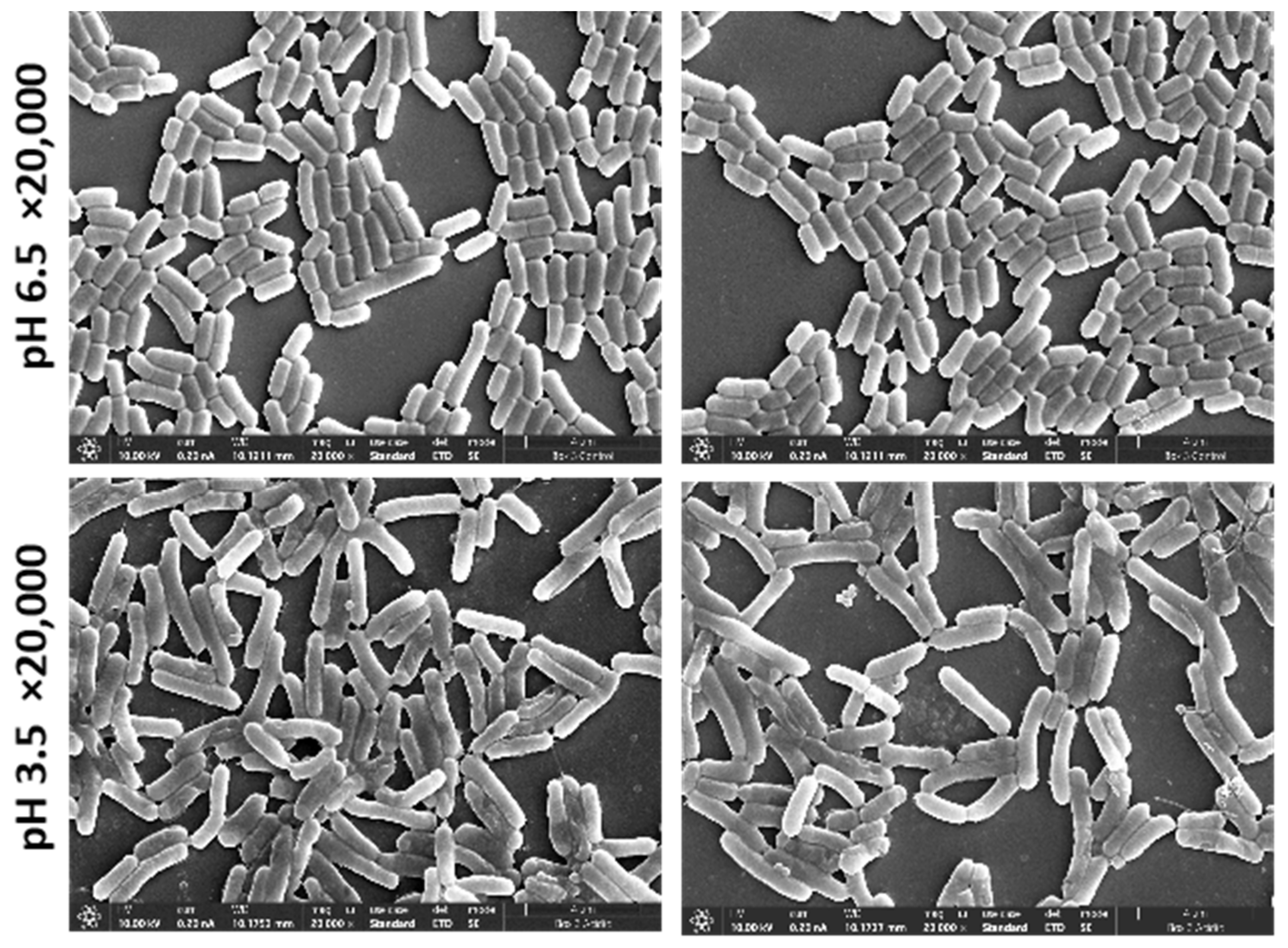 Microorganisms 13 00647 g003