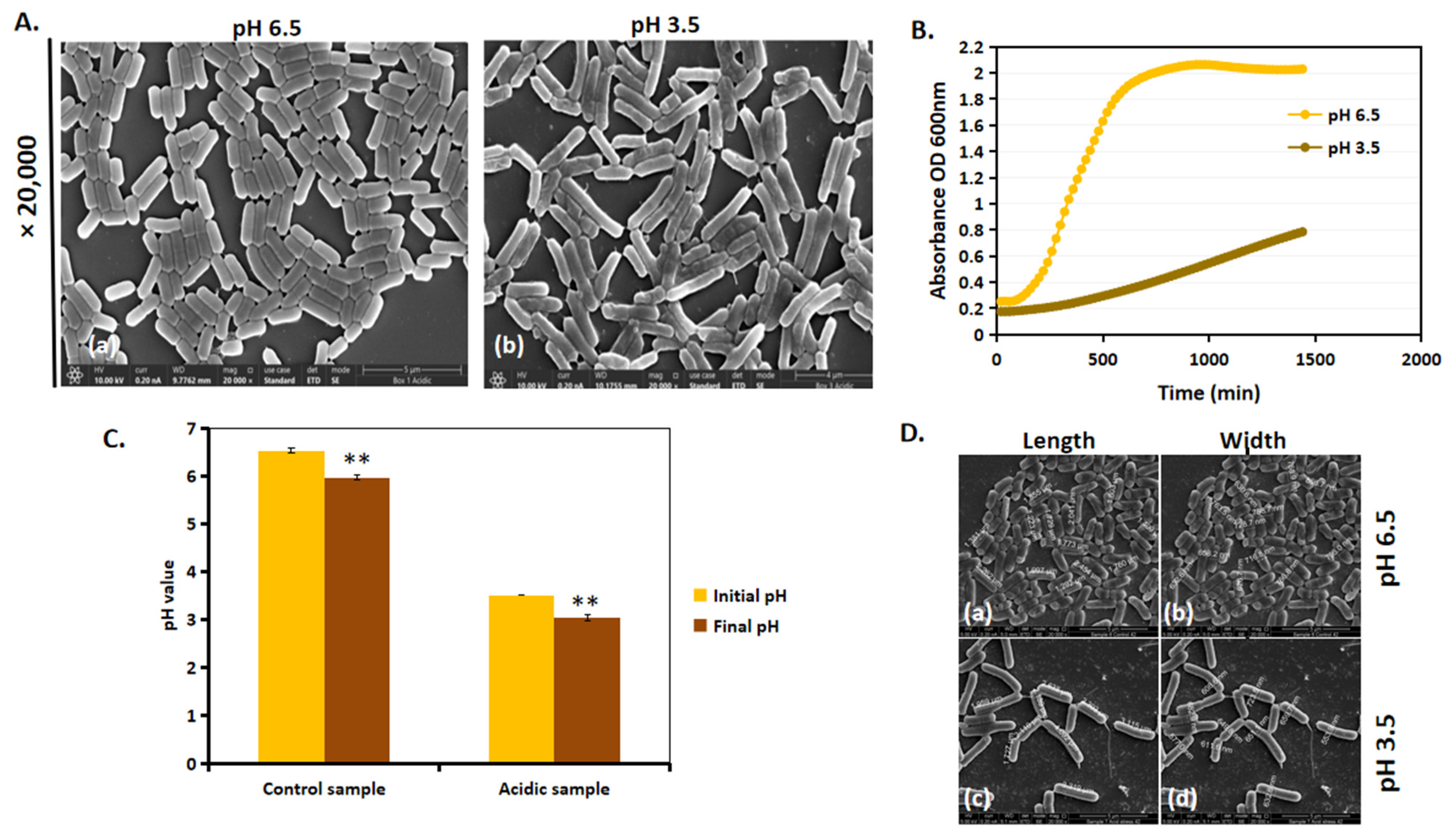 Microorganisms 13 00647 g004