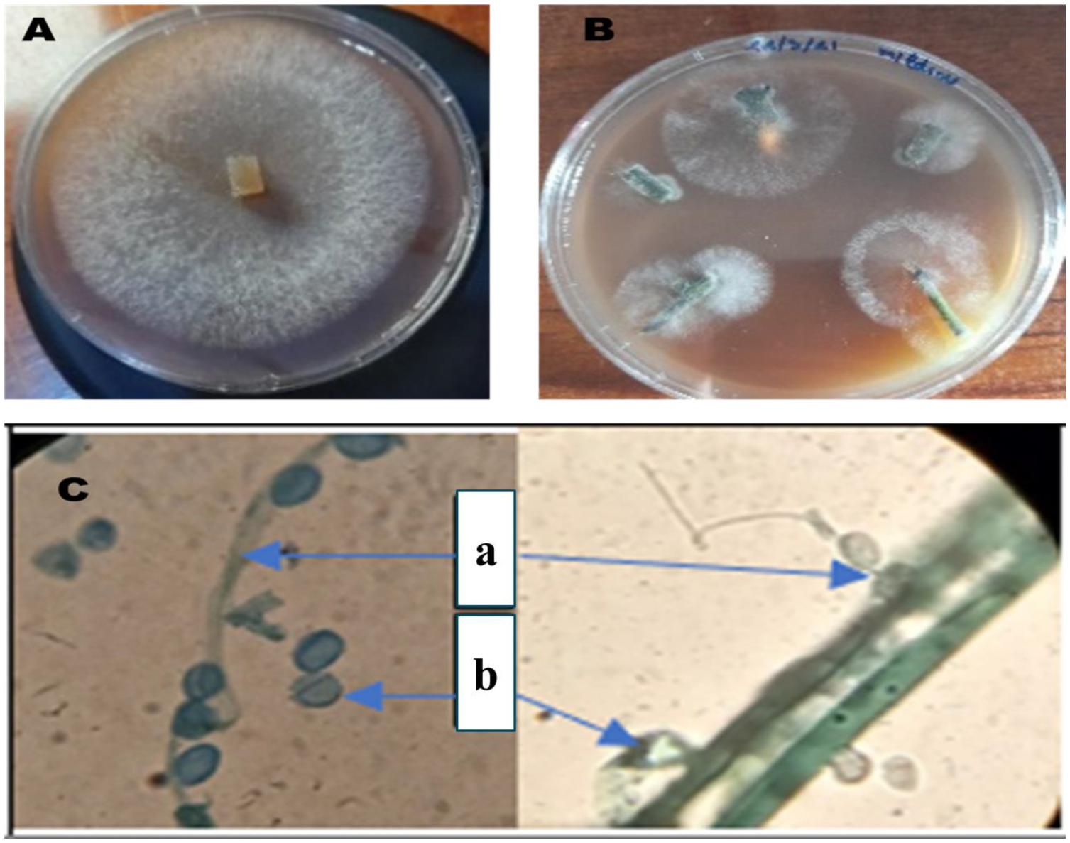 Microorganisms 13 00656 g001