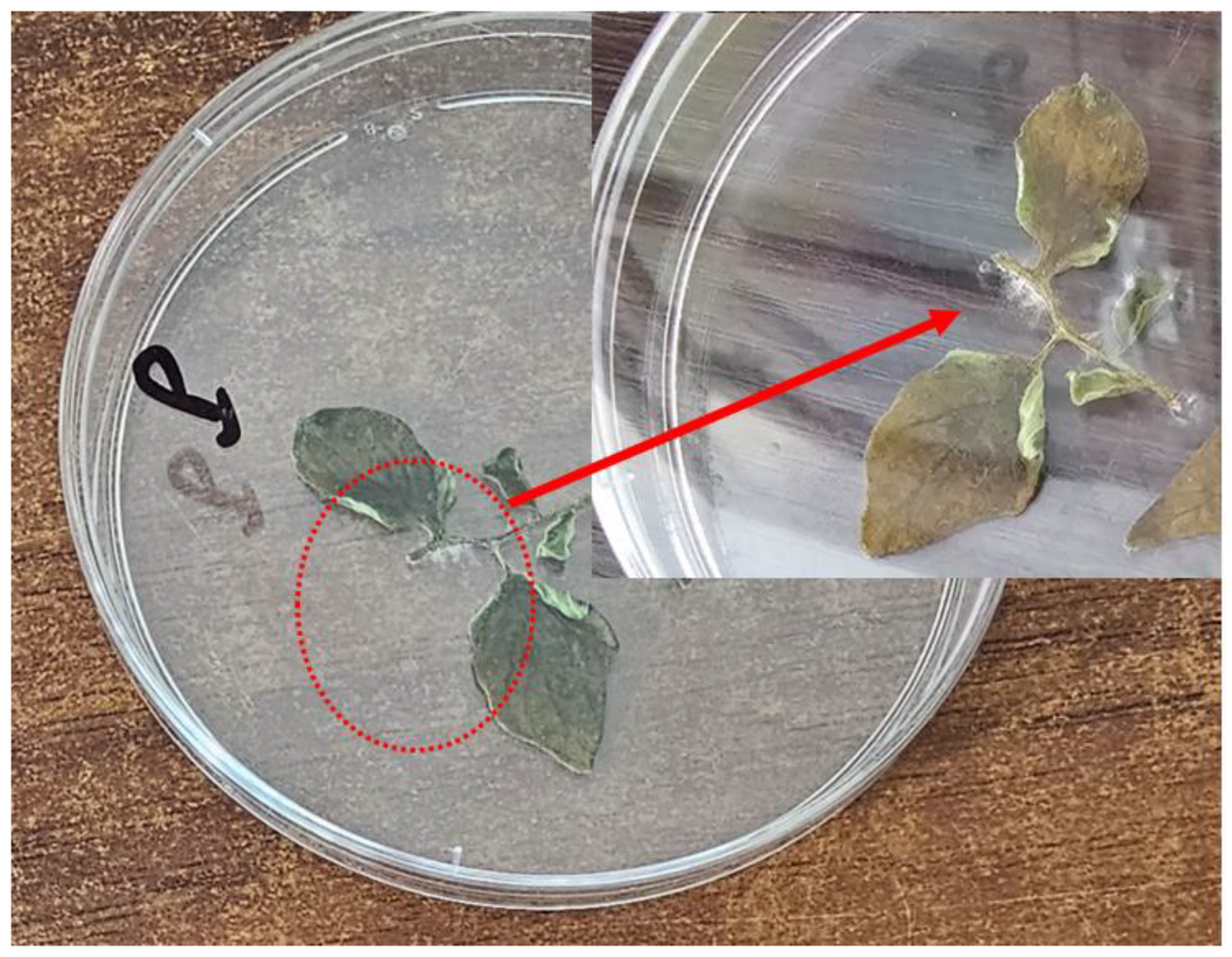 Microorganisms 13 00656 g002