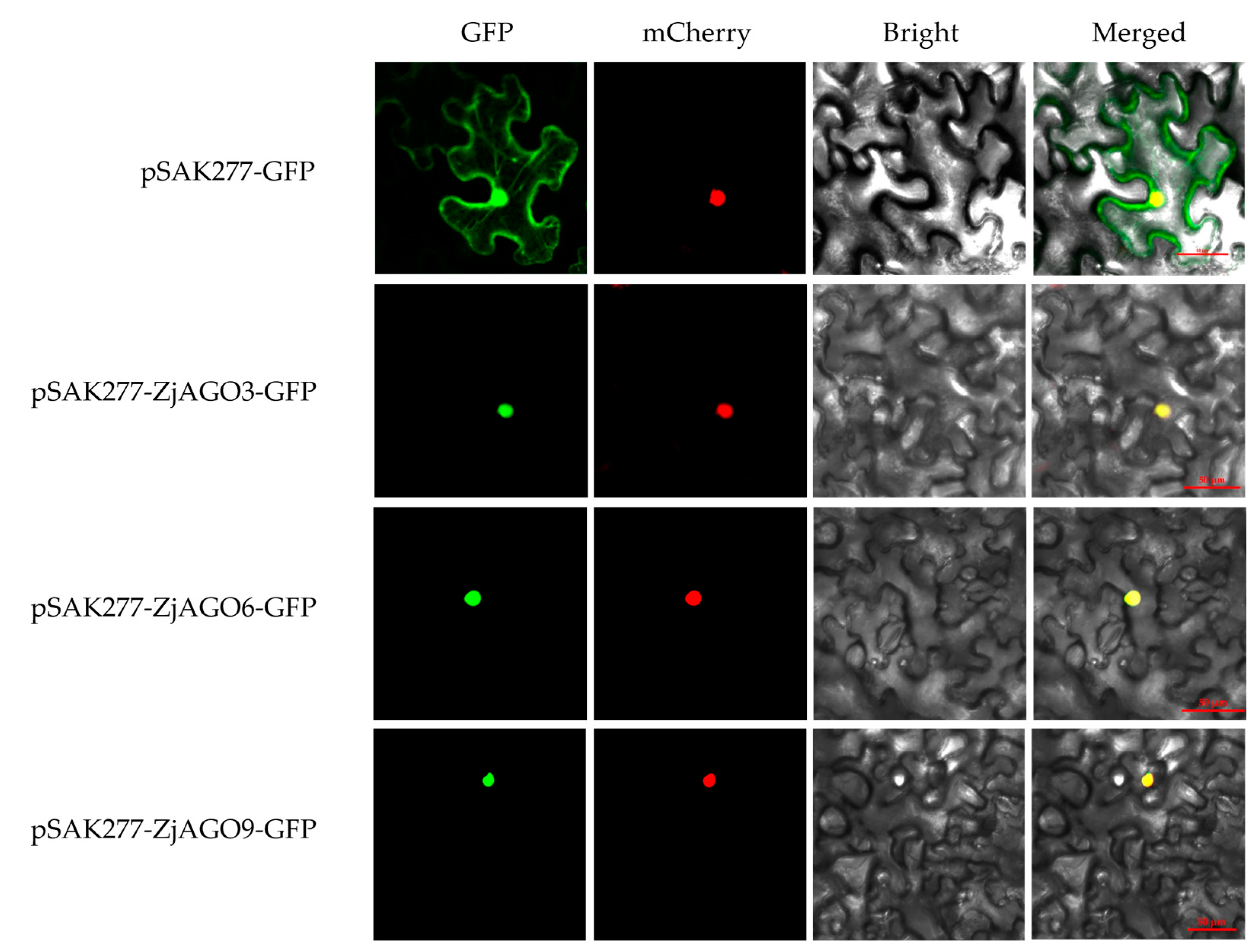 Microorganisms 13 00658 g007