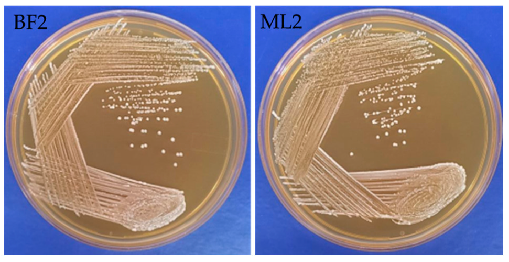 Microorganisms 13 00666 g001