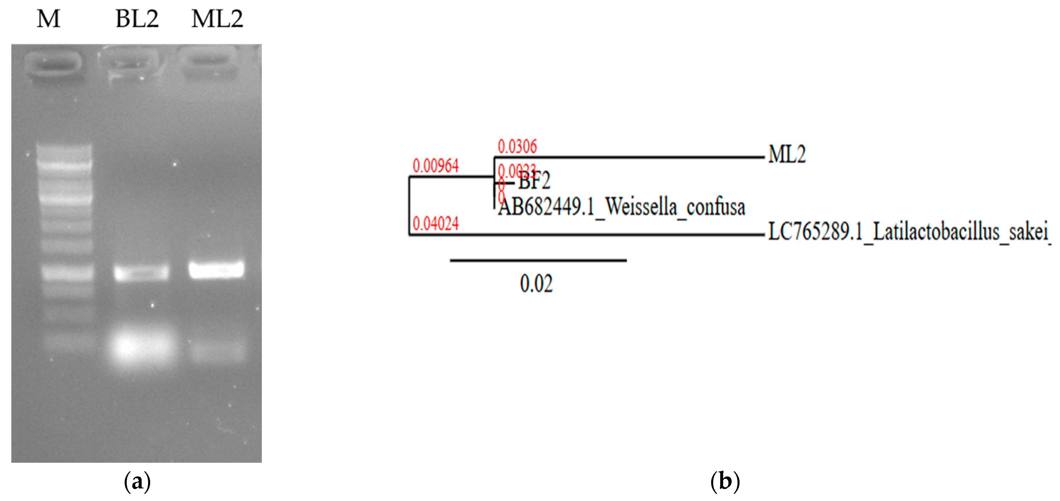 Microorganisms 13 00666 g002
