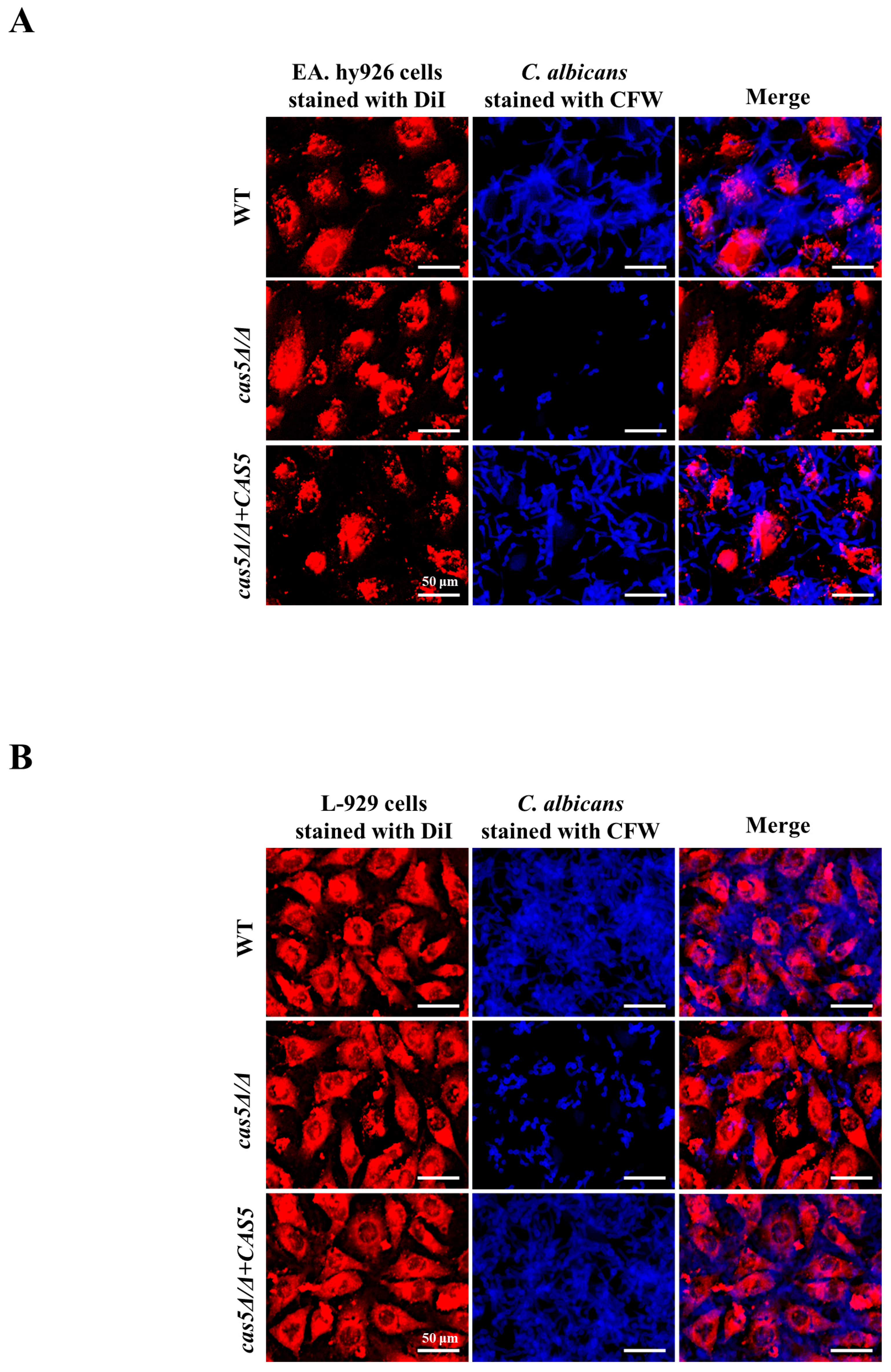 Microorganisms 13 00683 g003