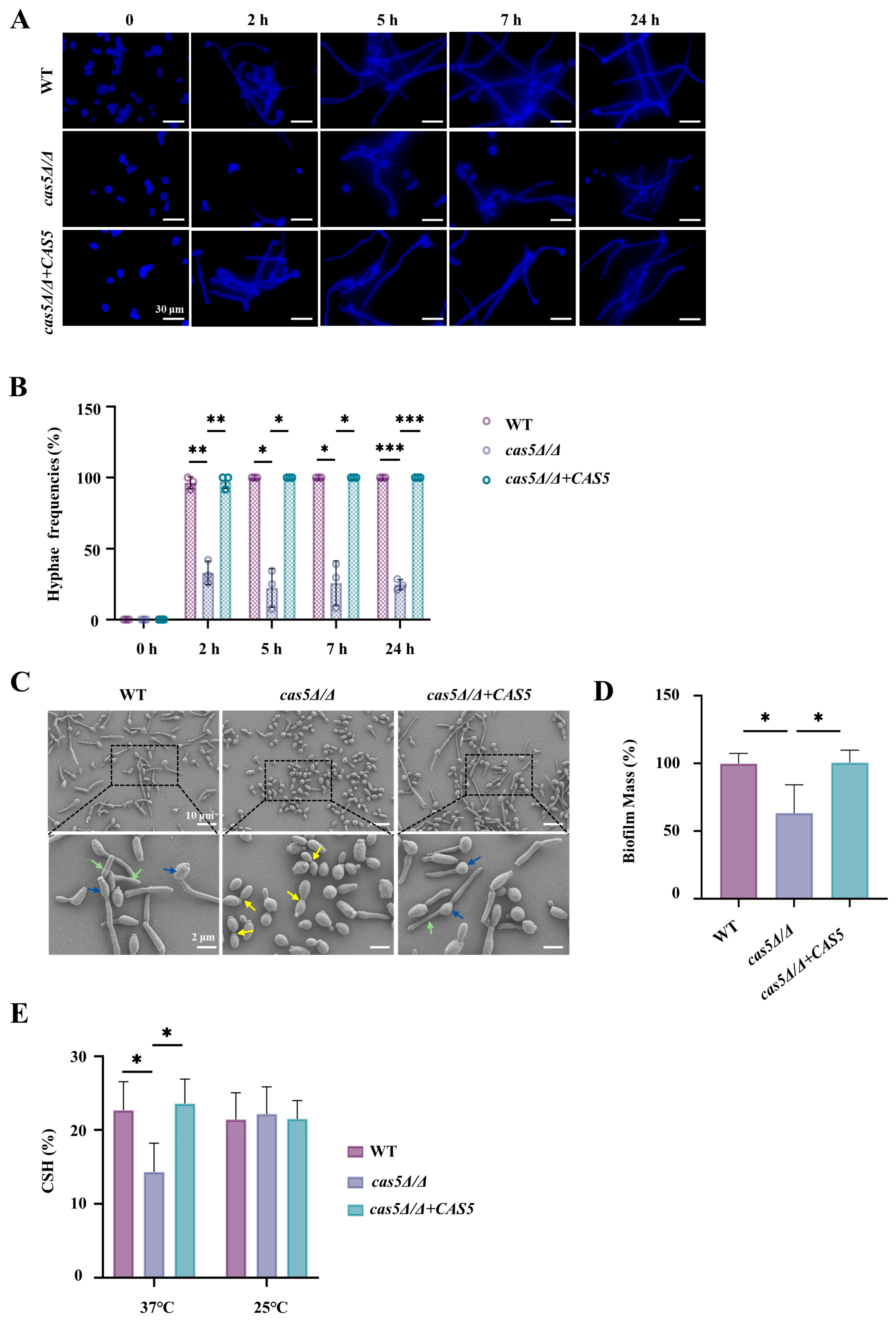 Microorganisms 13 00683 g004