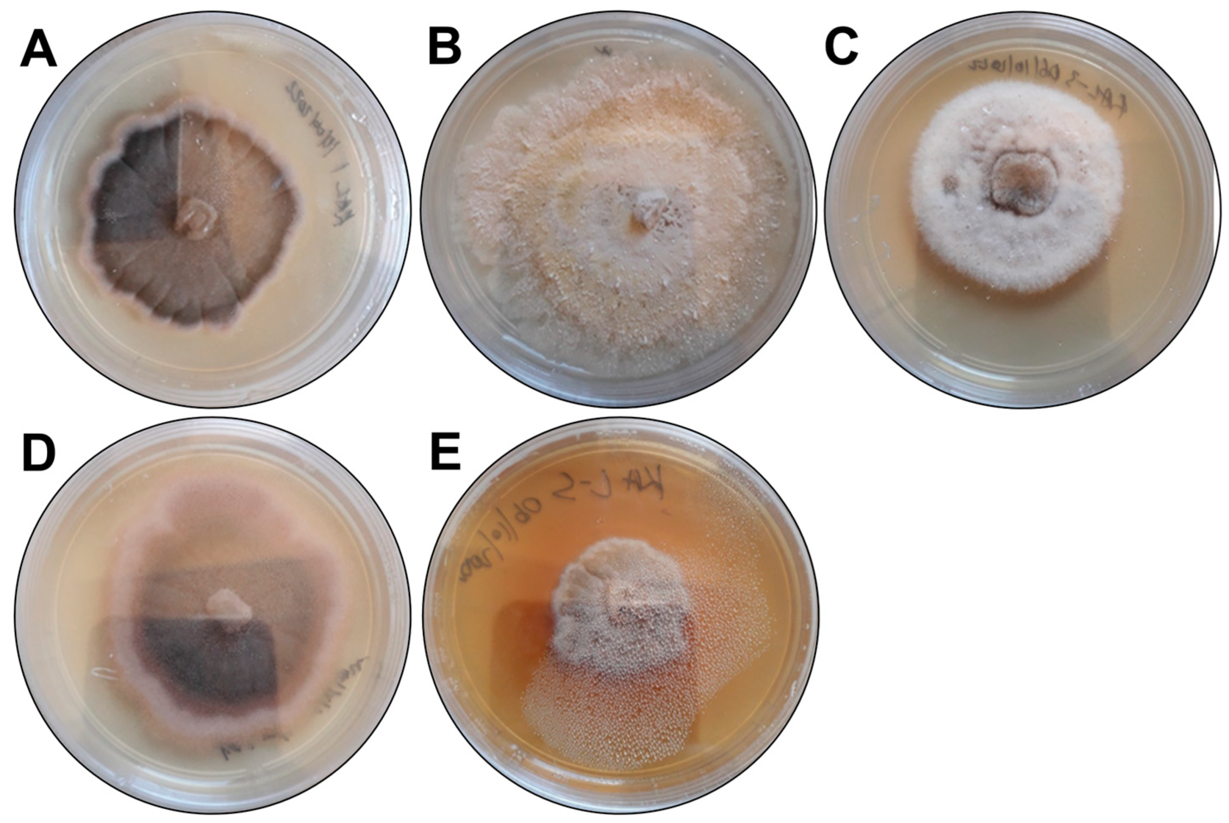 Microorganisms 13 00692 g001 Microorganisms 13 00692 g001