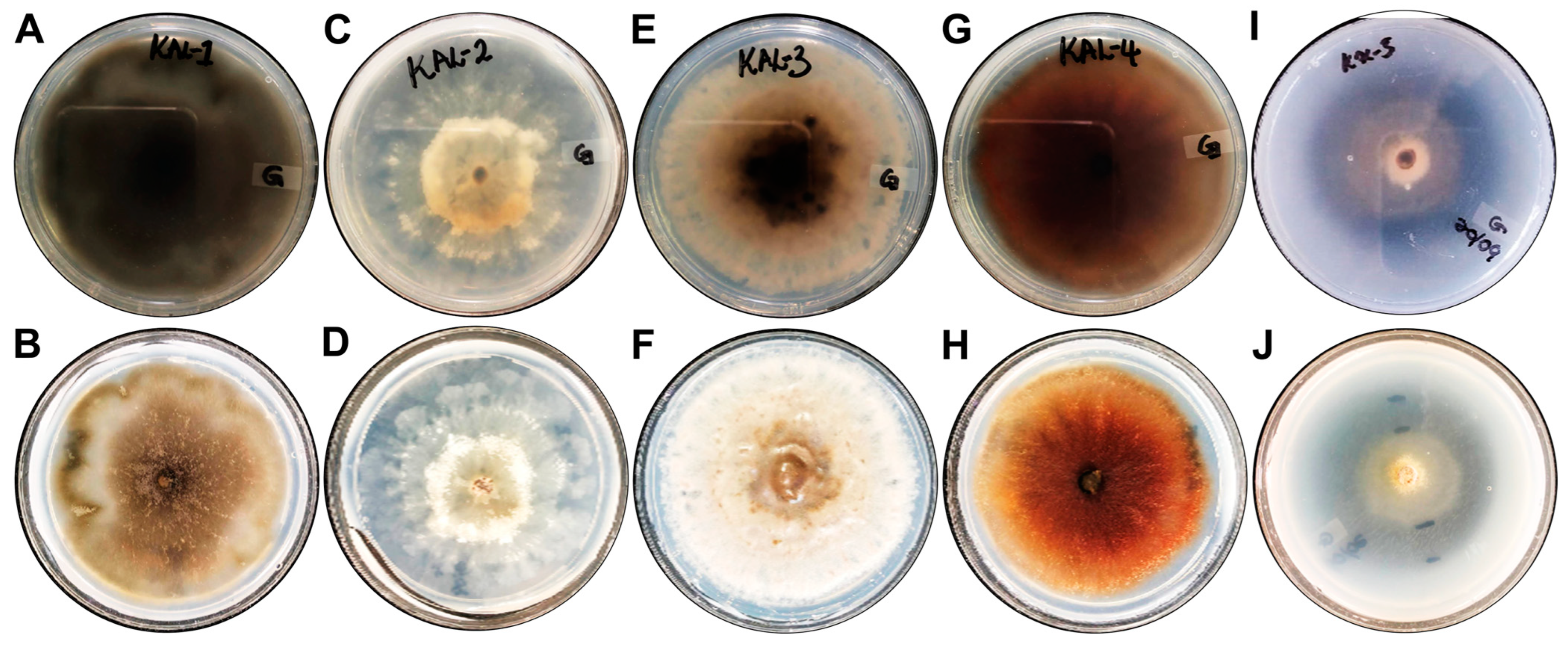 Microorganisms 13 00692 g004 Microorganisms 13 00692 g004