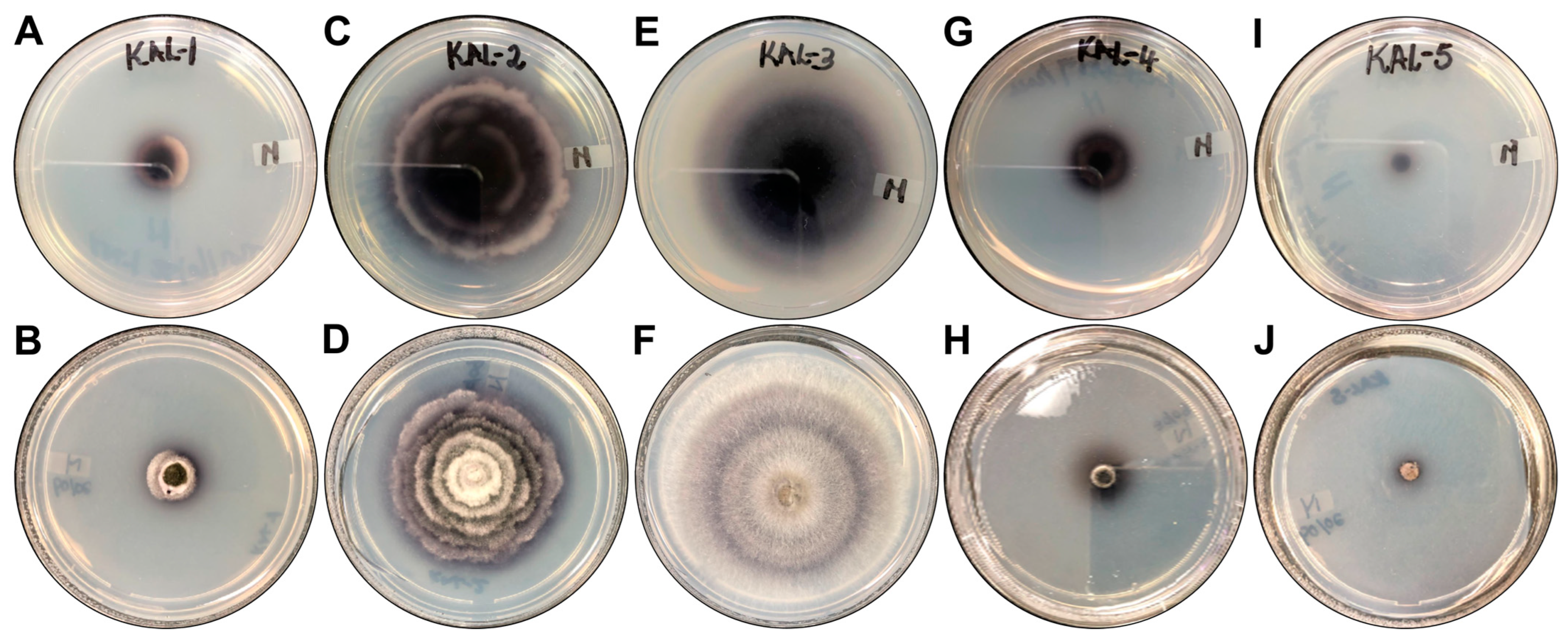 Microorganisms 13 00692 g005 Microorganisms 13 00692 g005