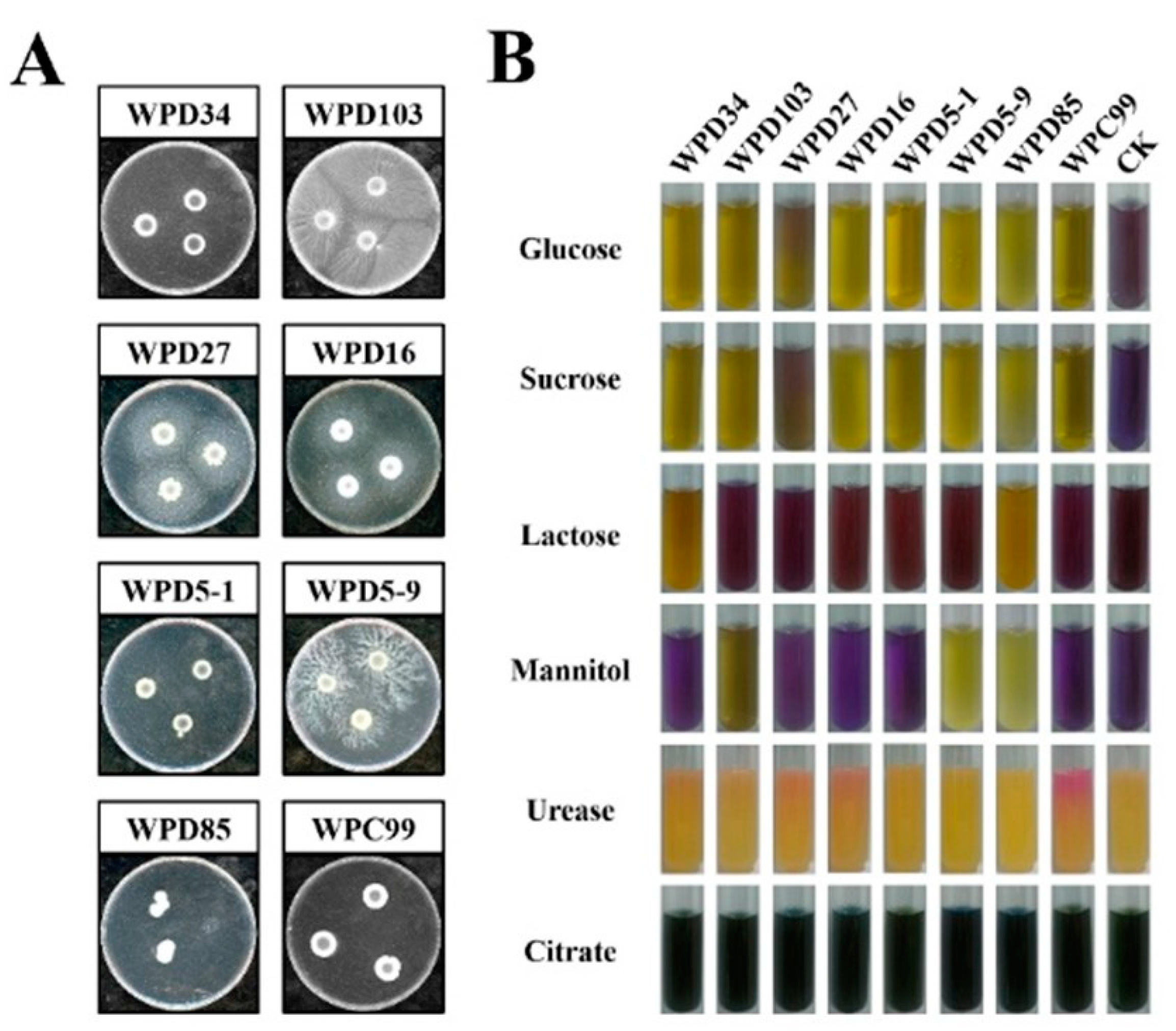 Microorganisms 13 00718 g004