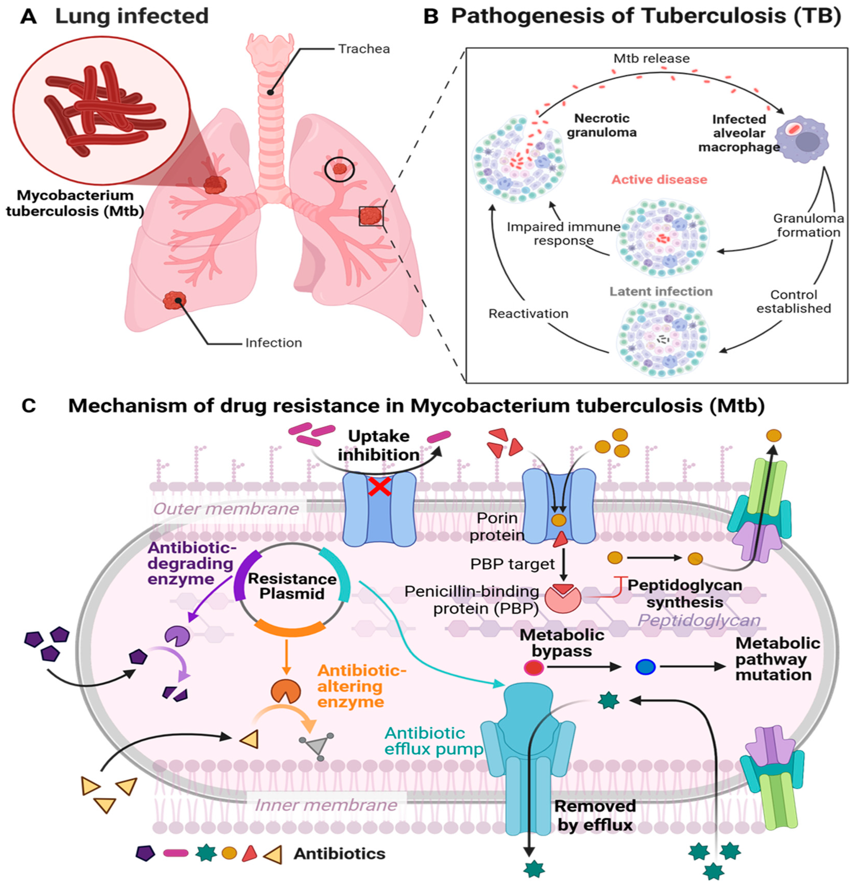 Microorganisms 13 00722 g001 Microorganisms 13 00722 g001