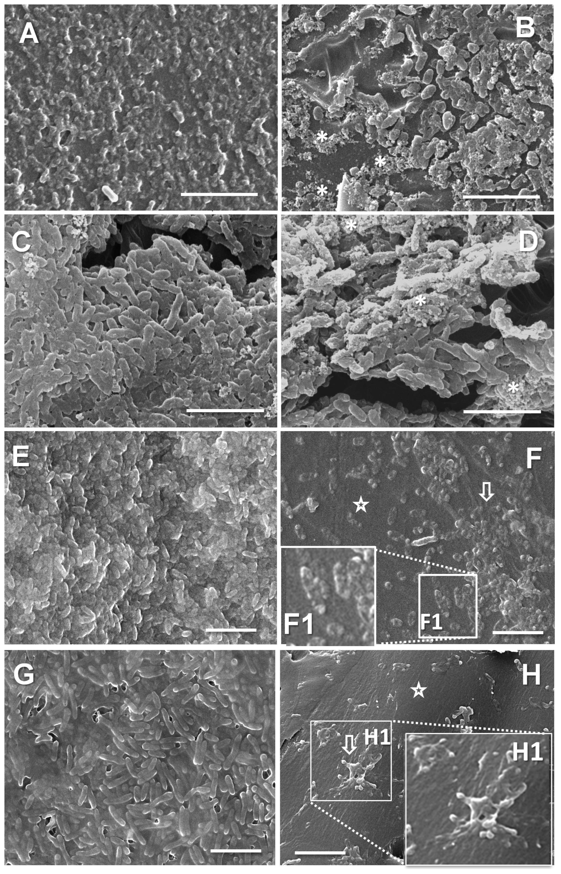 Microorganisms 13 00730 g006