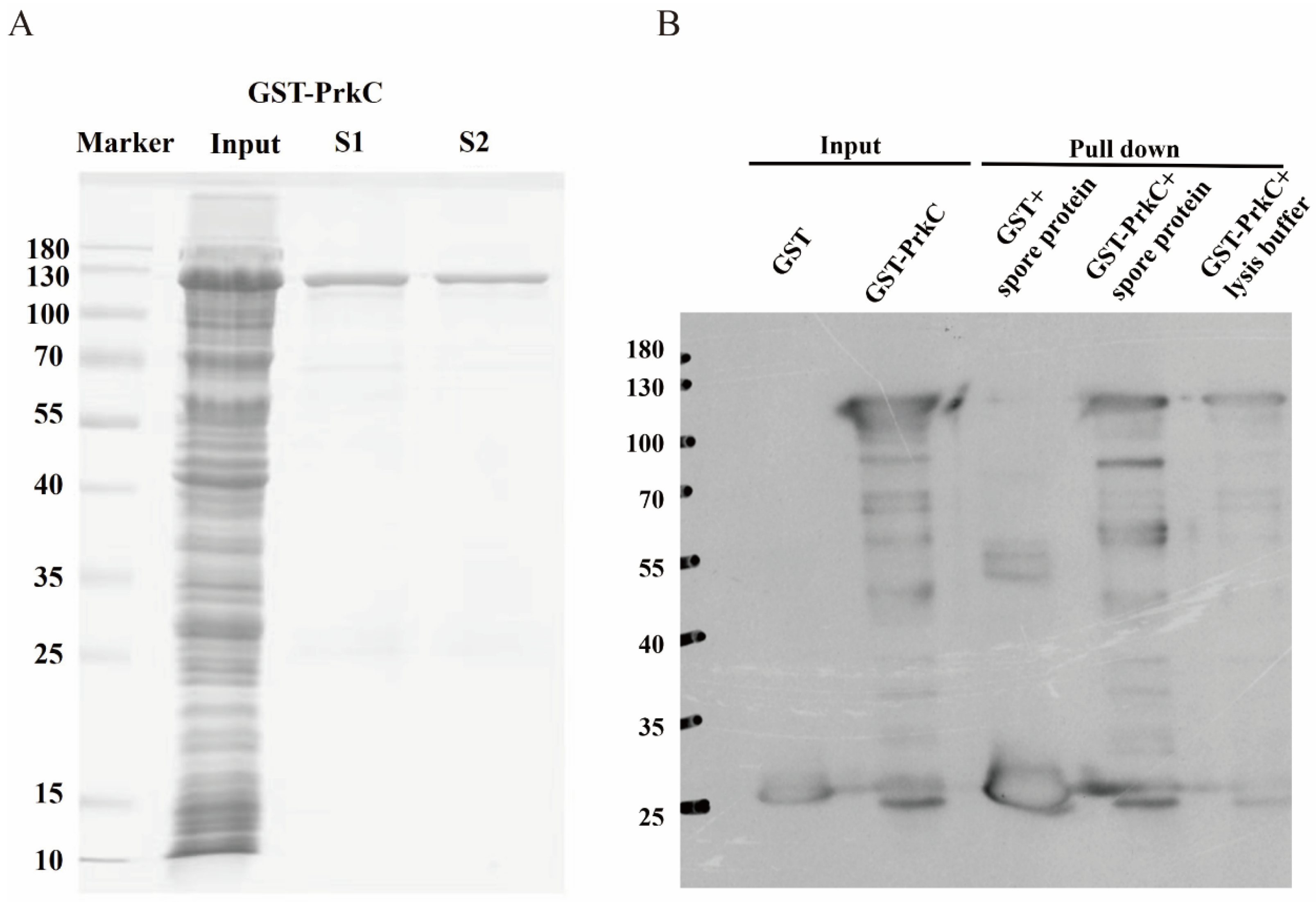 Microorganisms 13 00744 g001