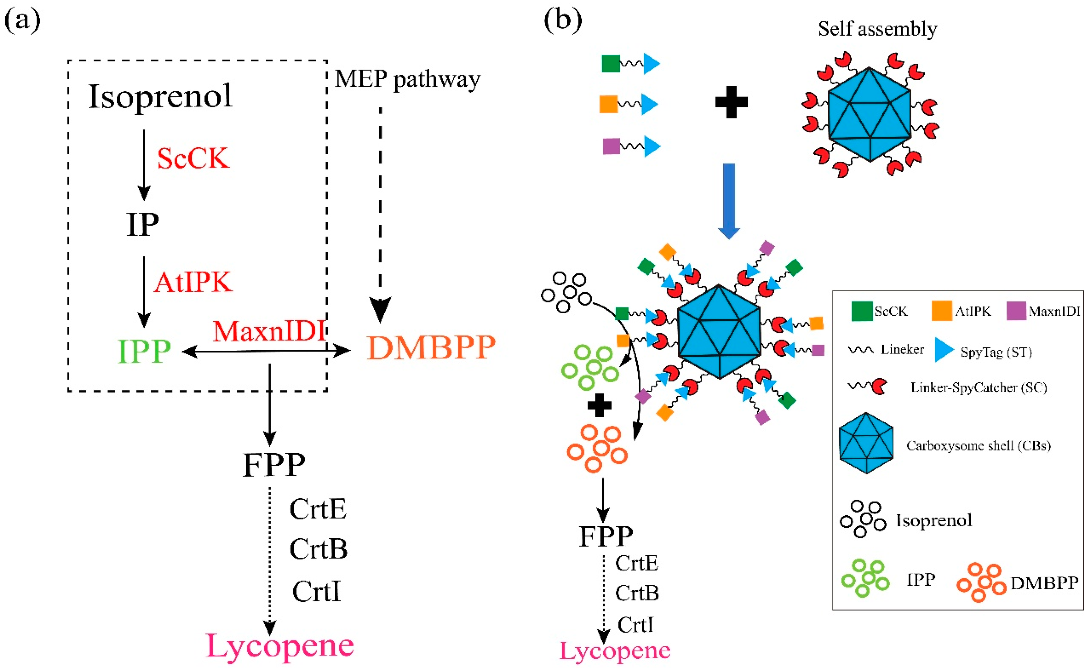 Microorganisms 13 00747 g001