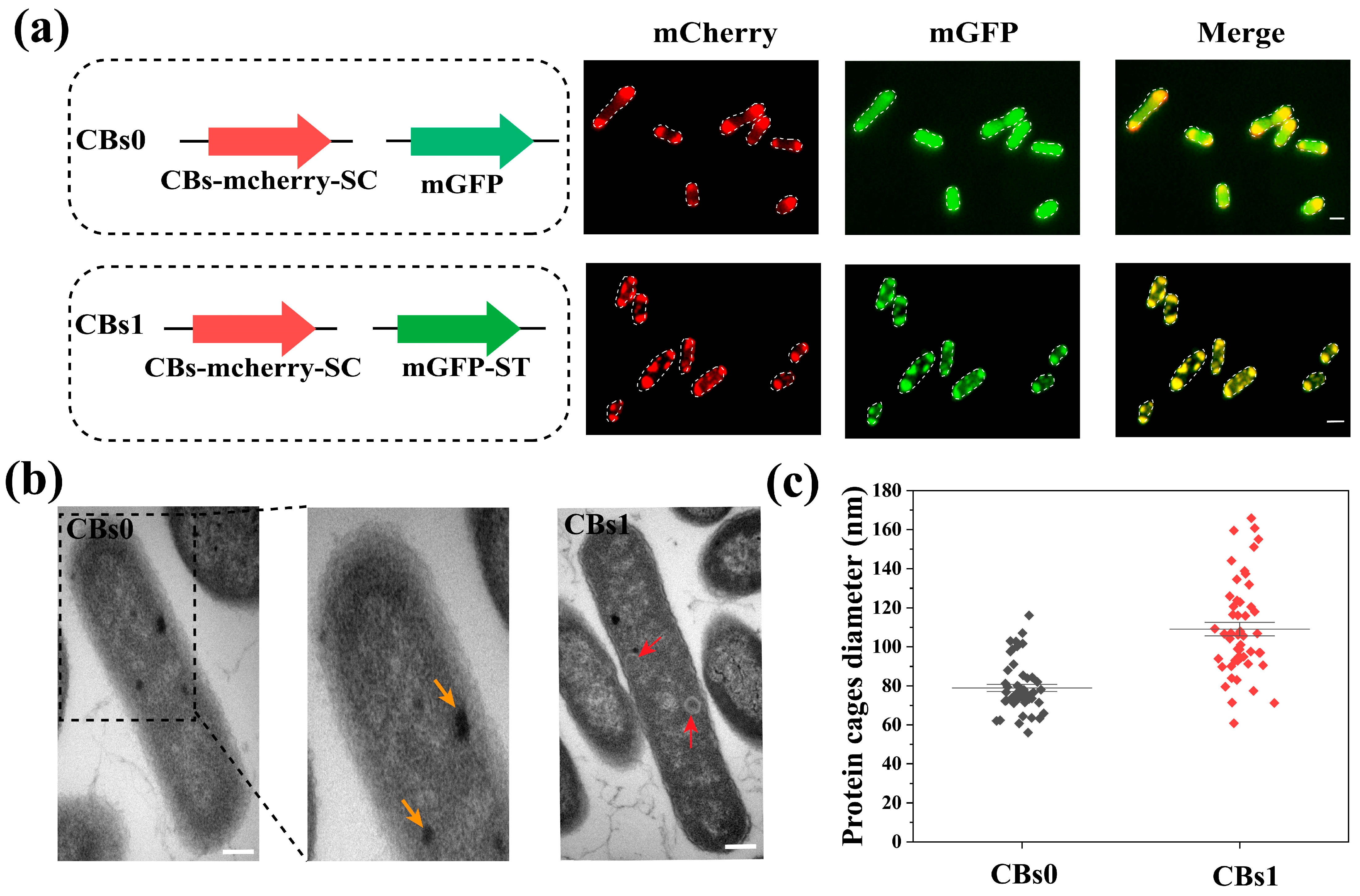 Microorganisms 13 00747 g002