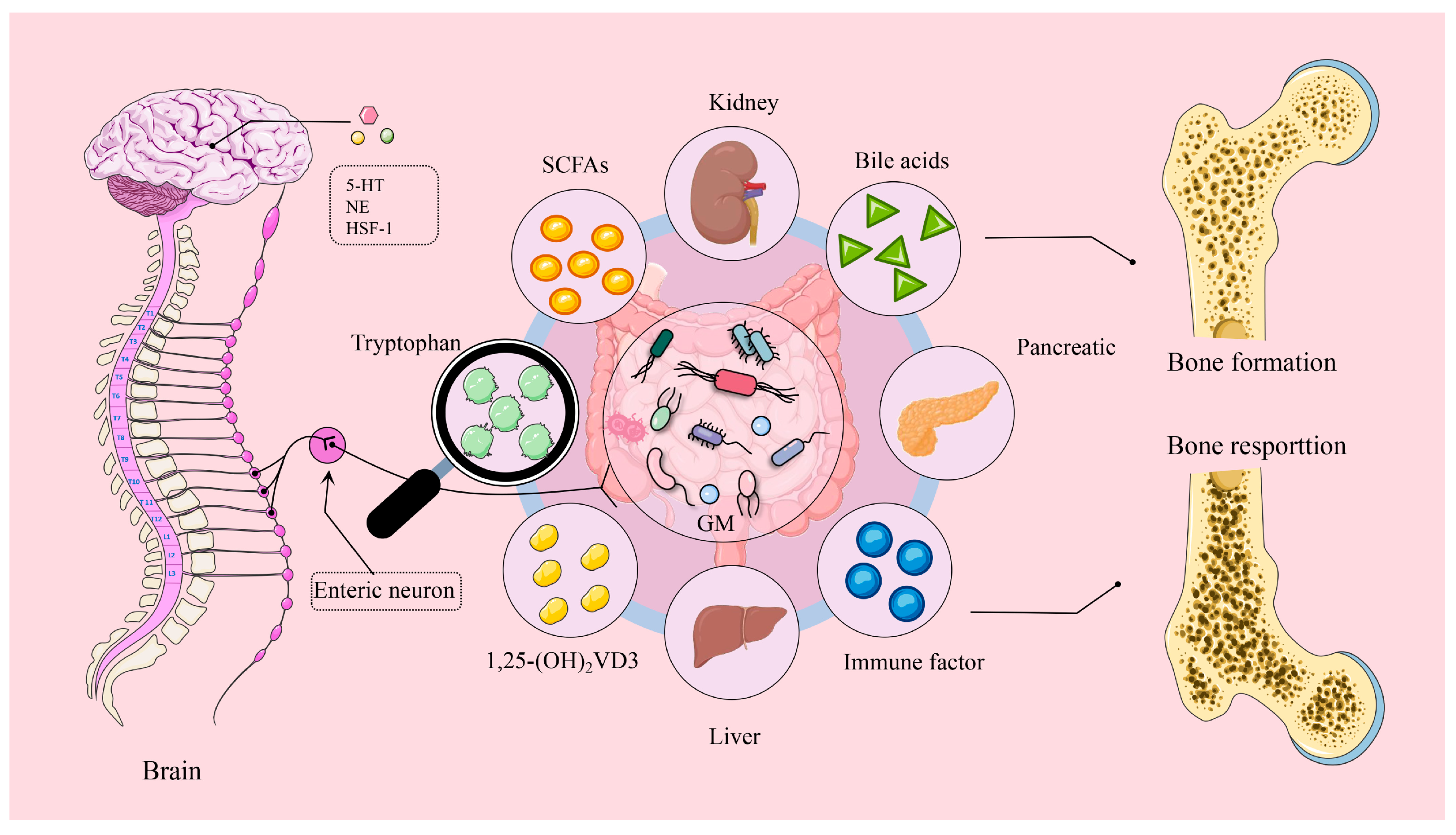 Gut–X Axis and Its Role in Poultry Bone Health: A Review