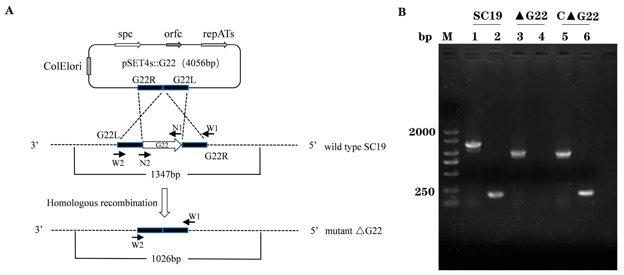 Microorganisms 13 00774 g001