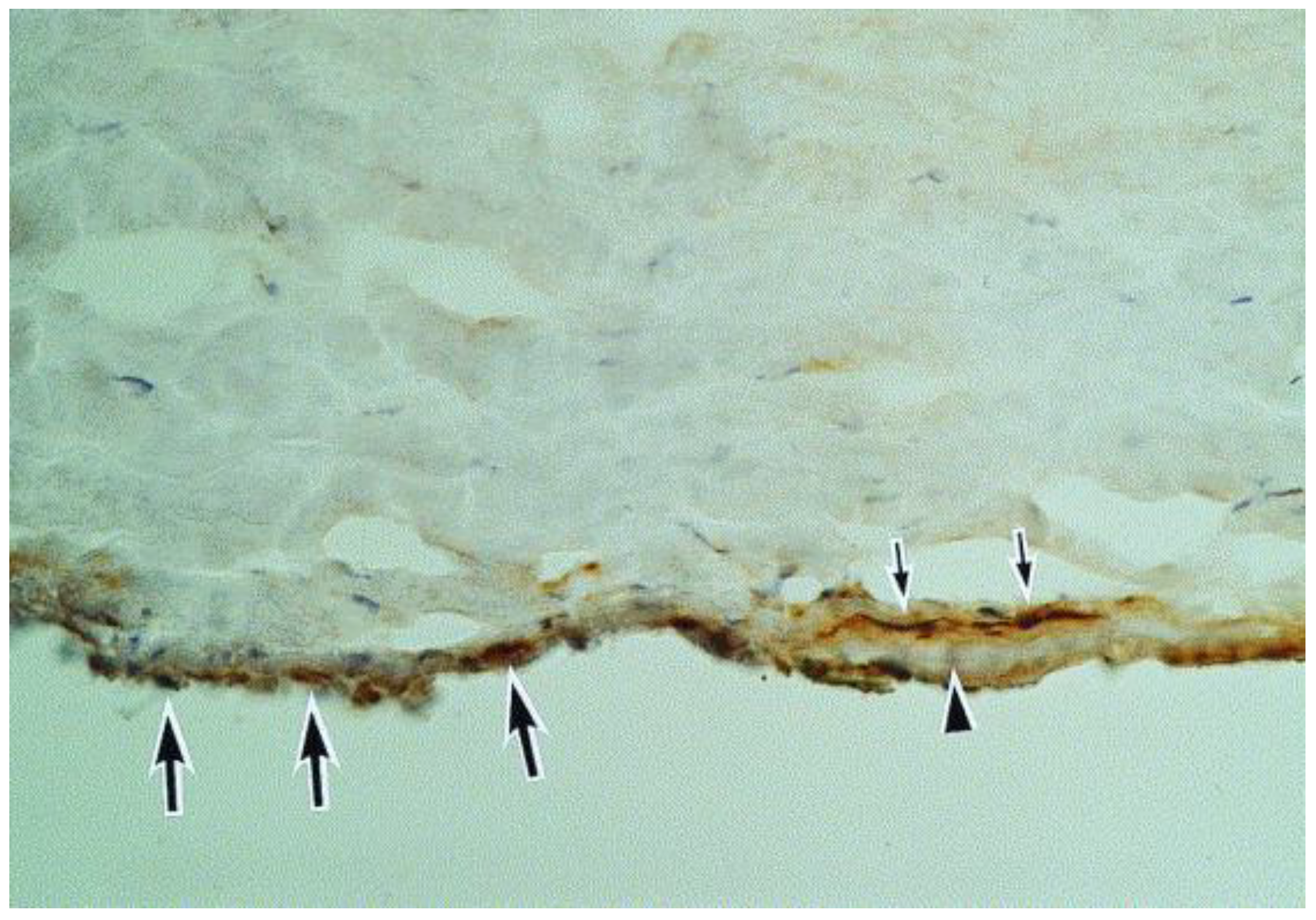 Microorganisms 13 00778 g009