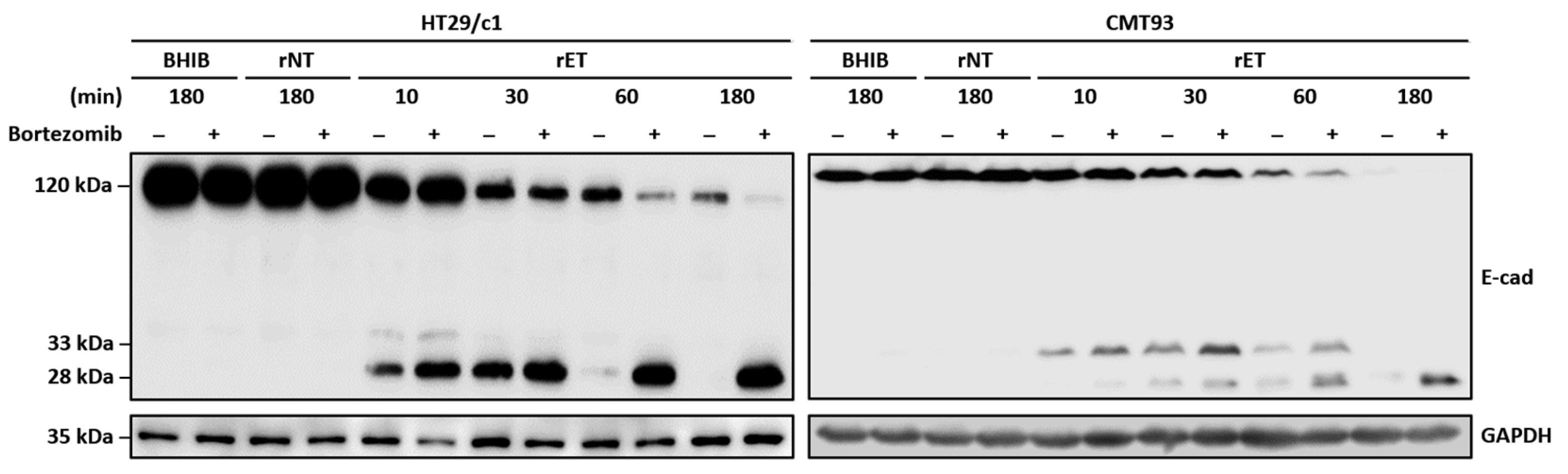 Microorganisms 13 00781 g005