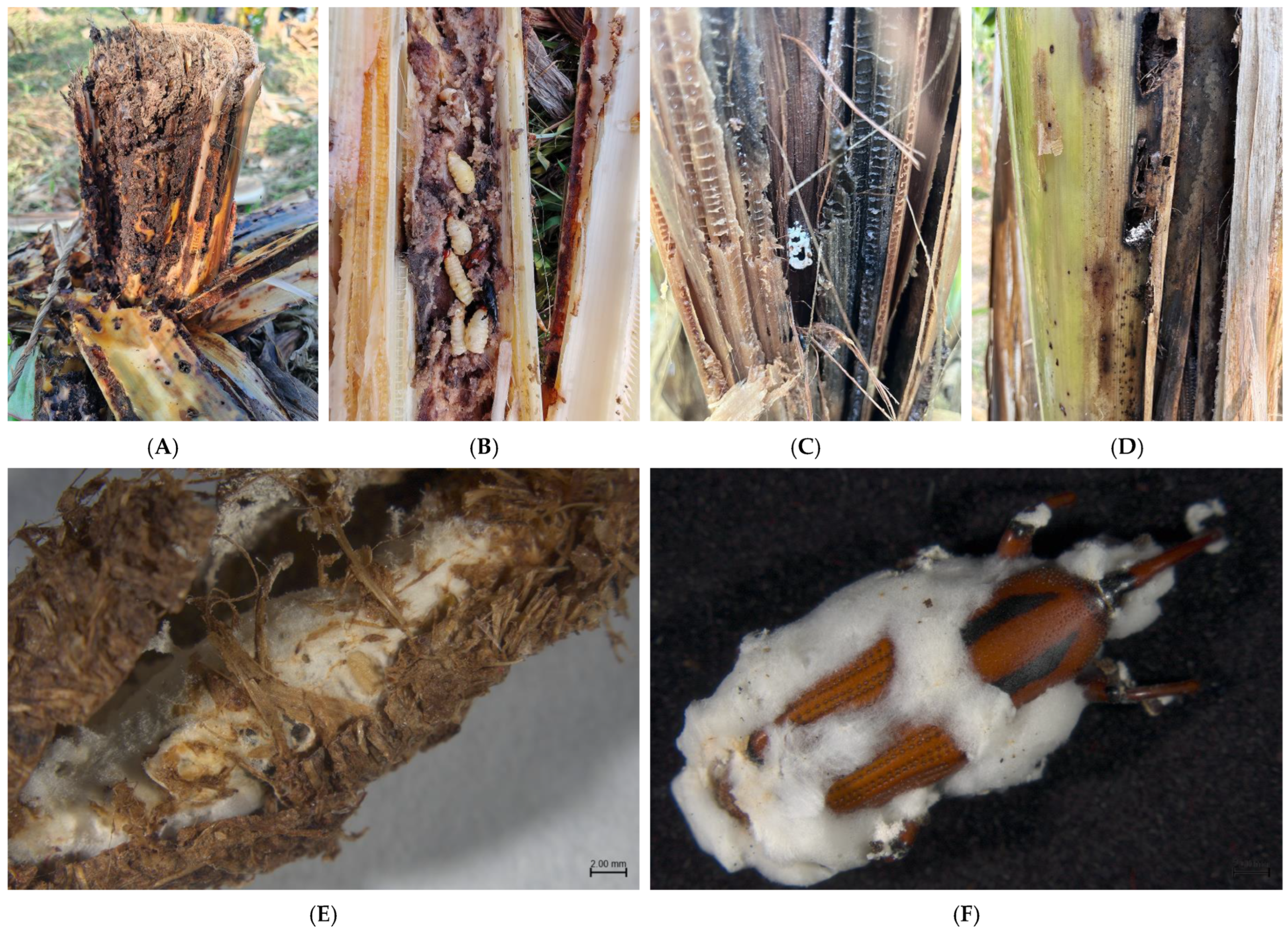 Microorganisms 13 00782 g001
