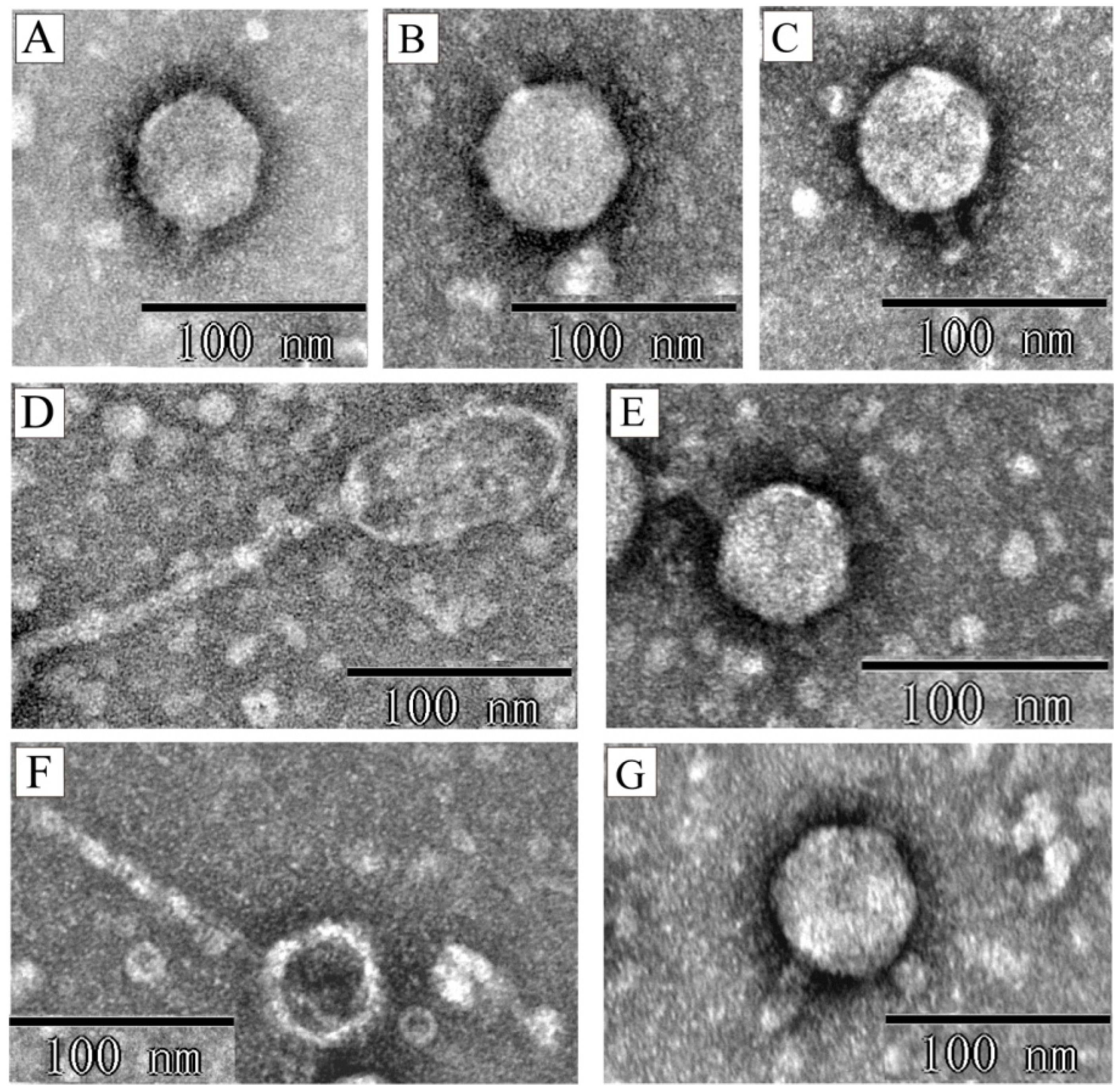Microorganisms 13 00783 g001