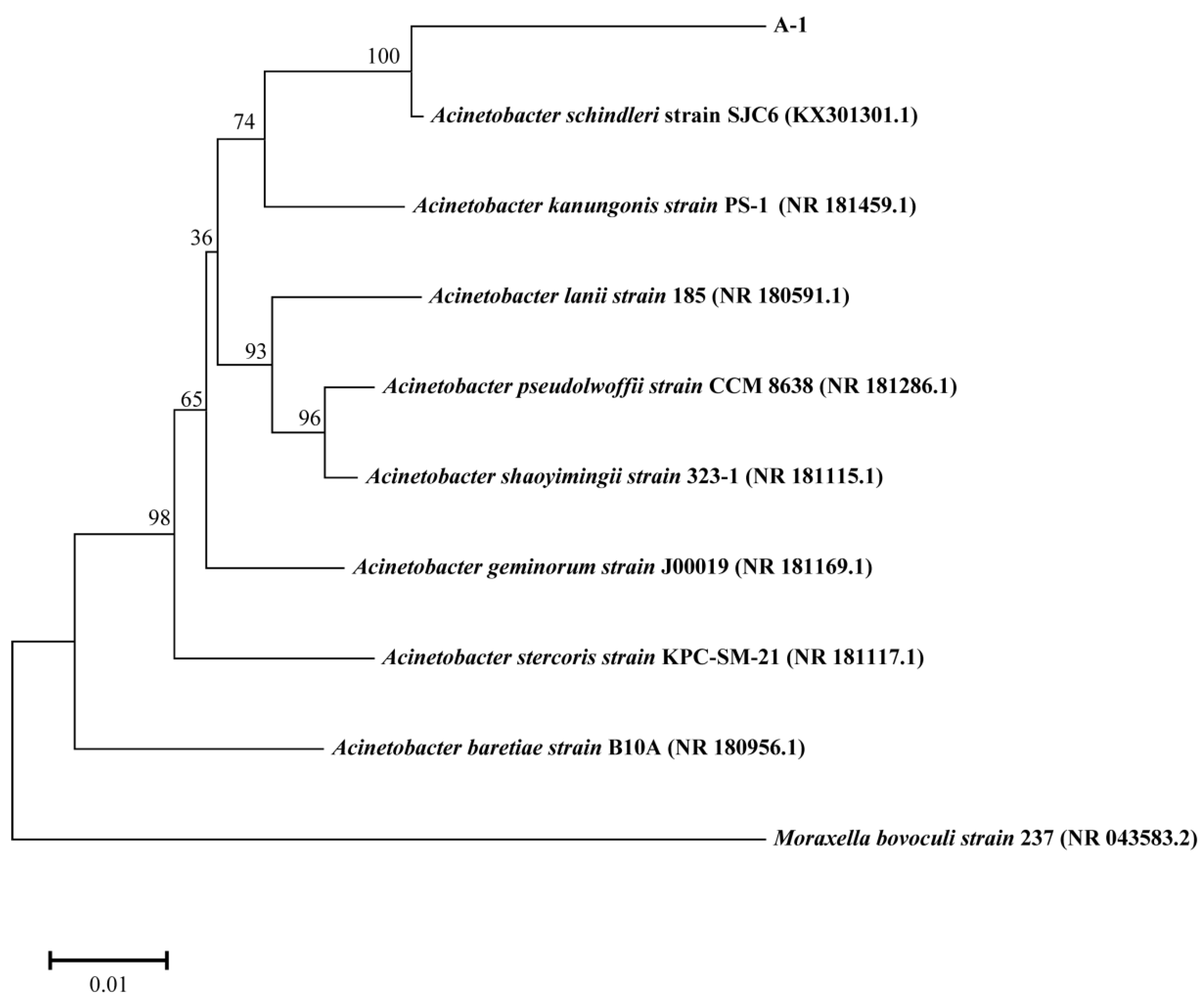 Microorganisms 13 00802 g002