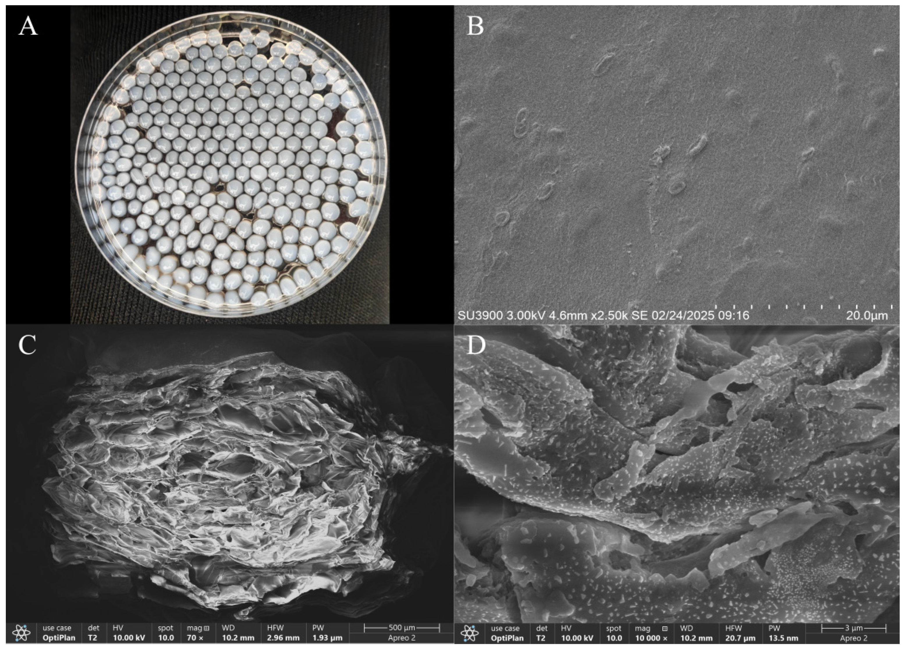 Microorganisms 13 00802 g007