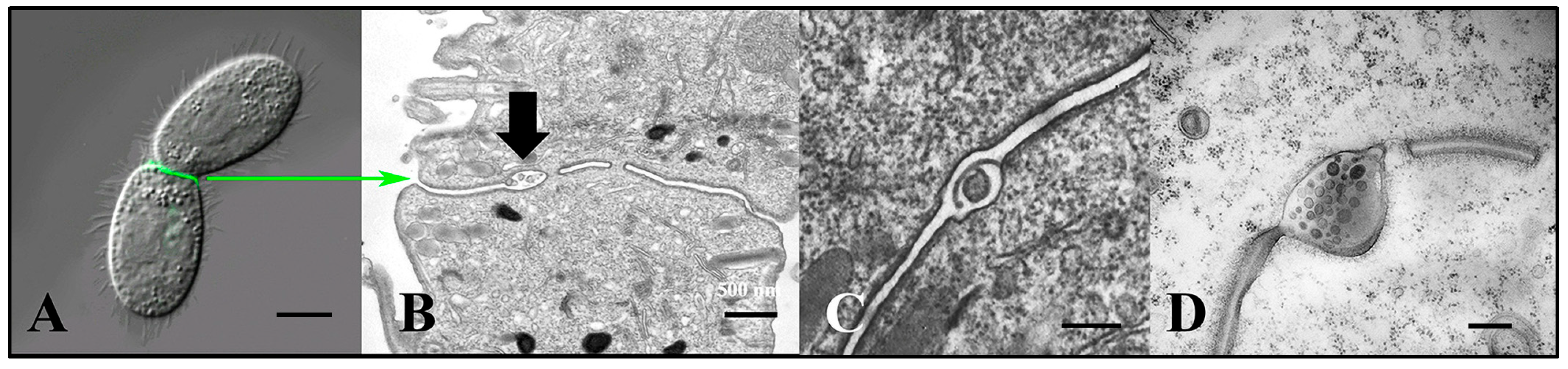Microorganisms 13 00803 g003