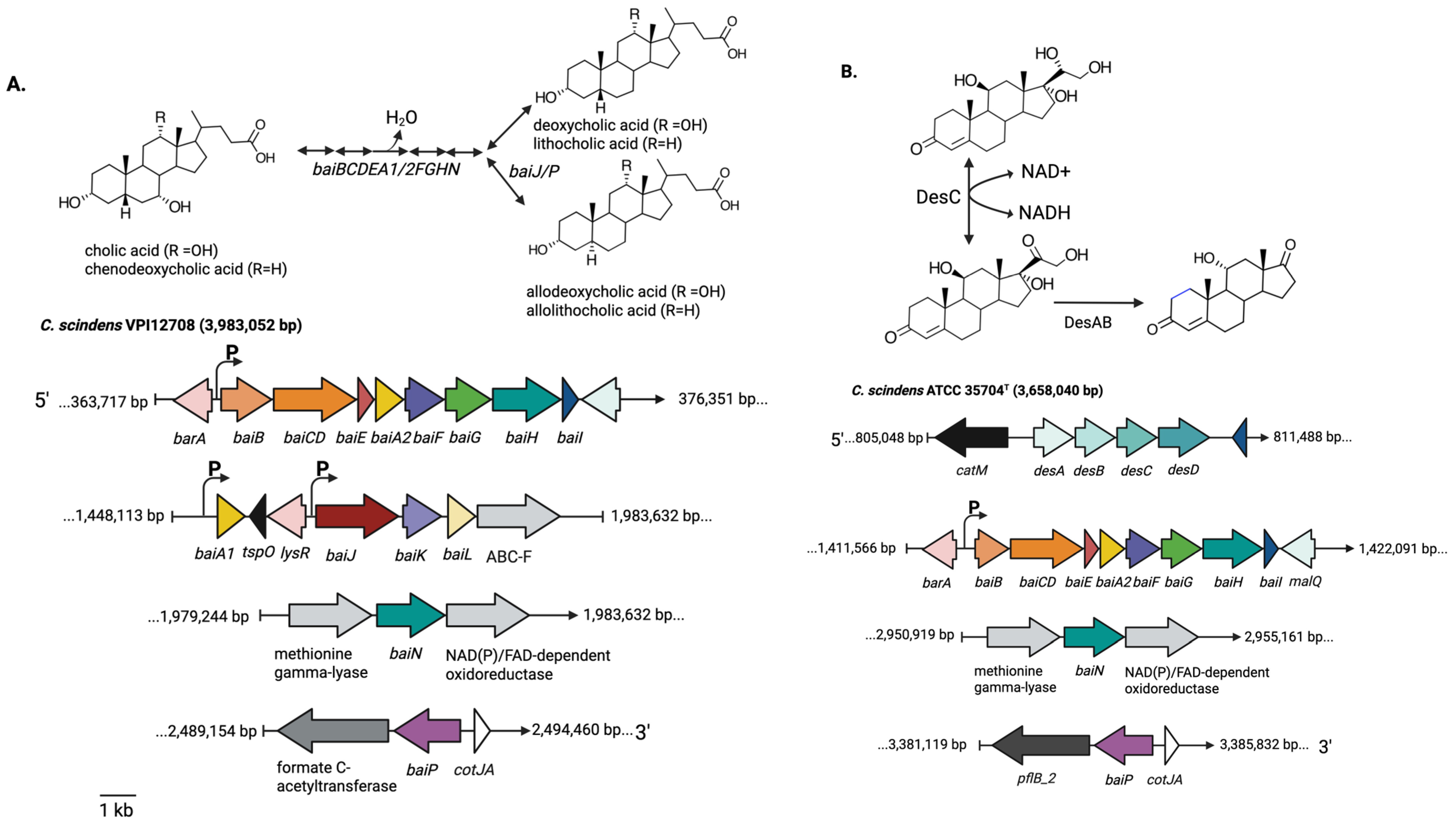 Microorganisms 13 00857 g001