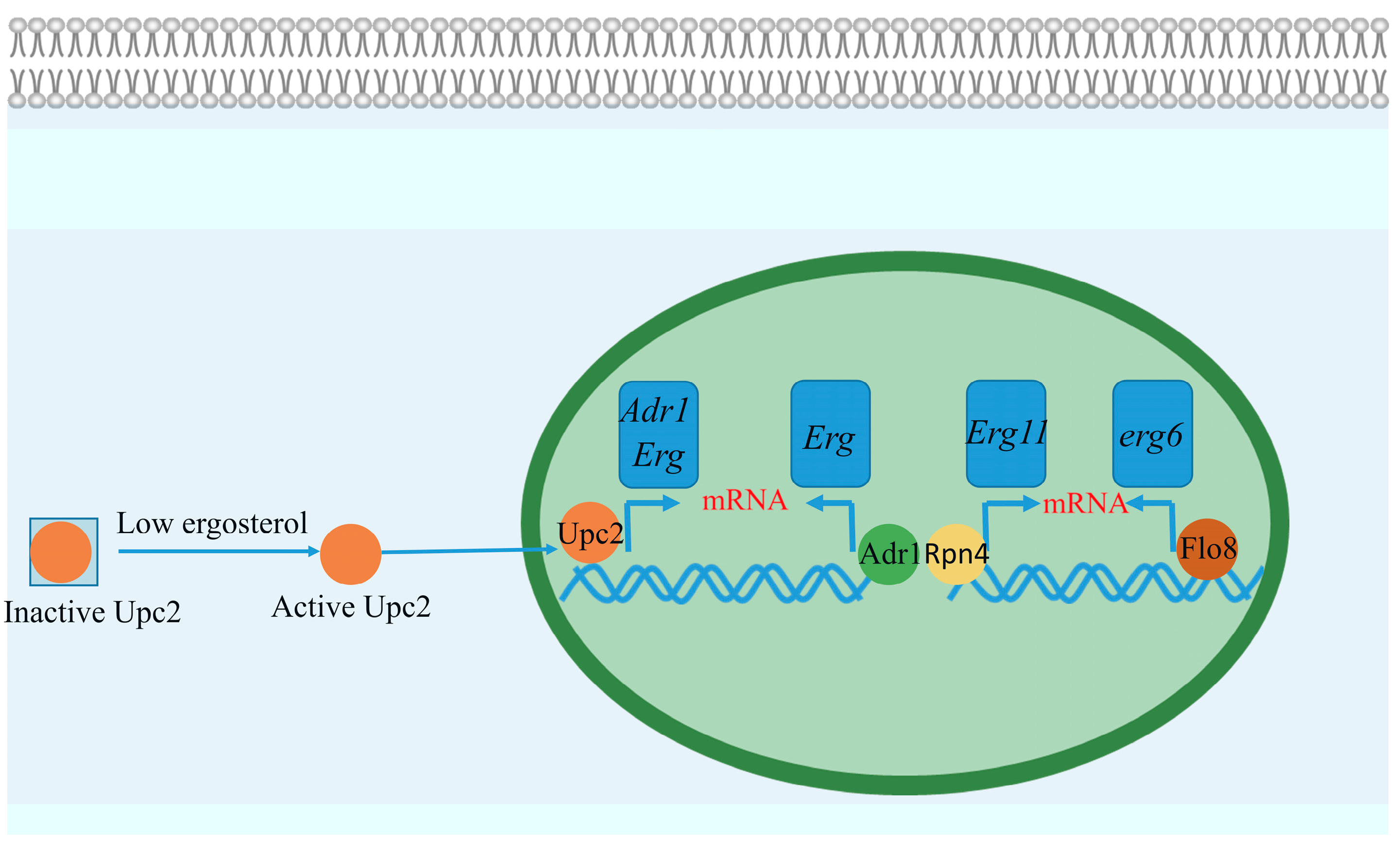 Microorganisms 13 00862 g004