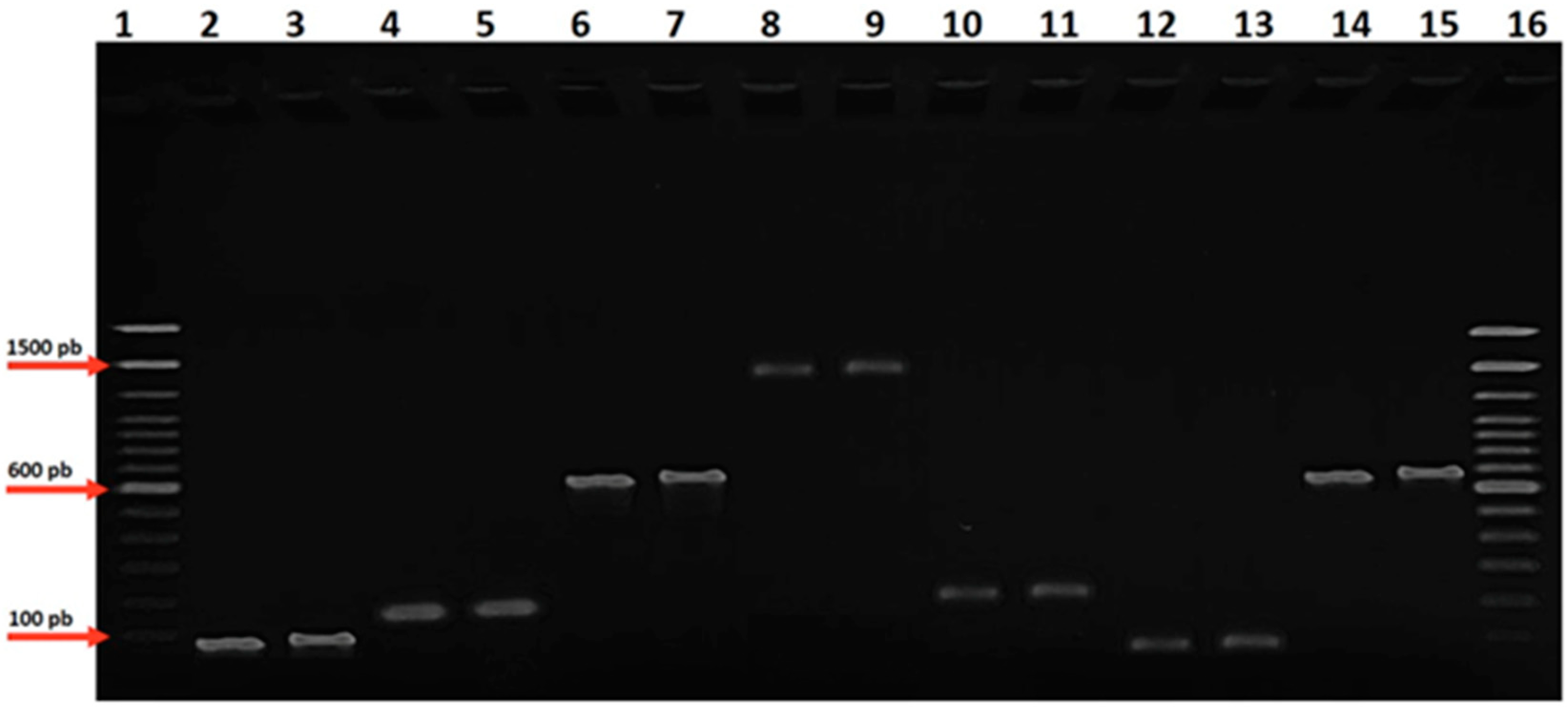 Microorganisms 13 00867 g001