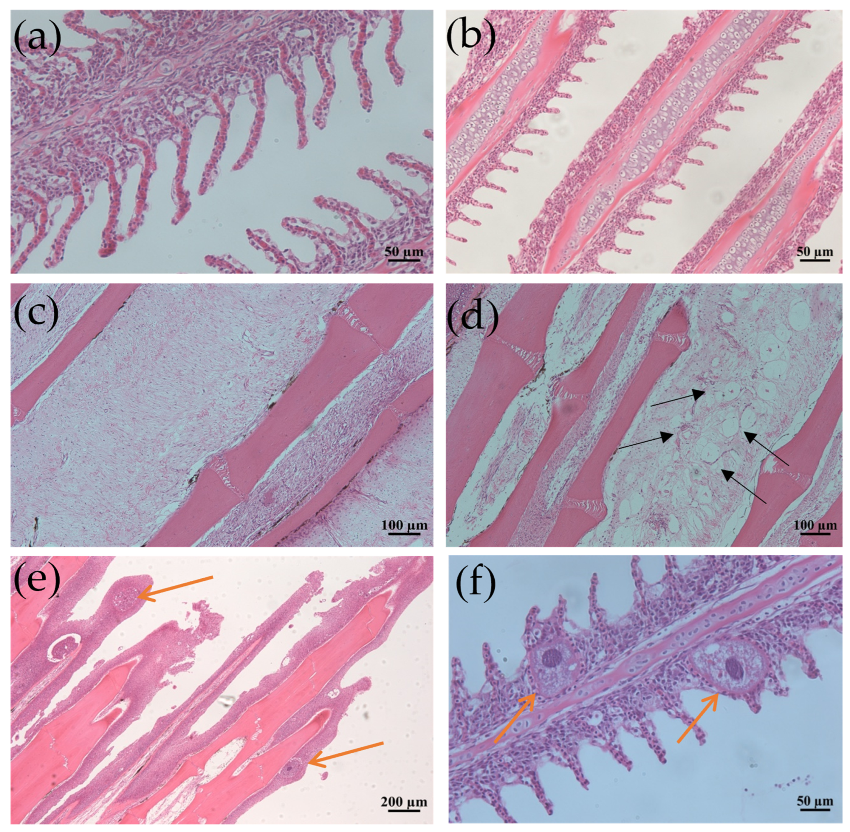 Microorganisms 13 00872 g001 Microorganisms 13 00872 g001