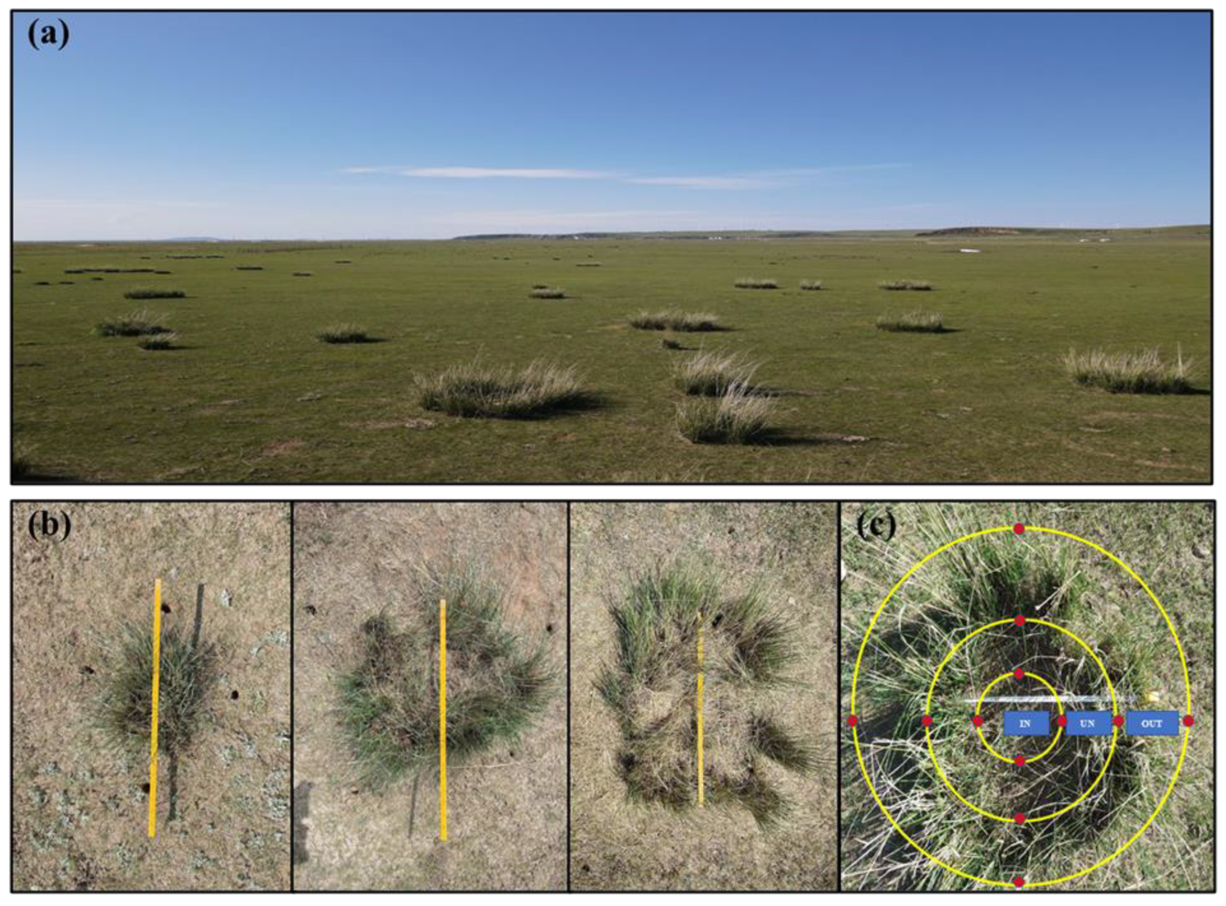Neotrinia splendens (Liliopsida: Poaceae) Growth Influences