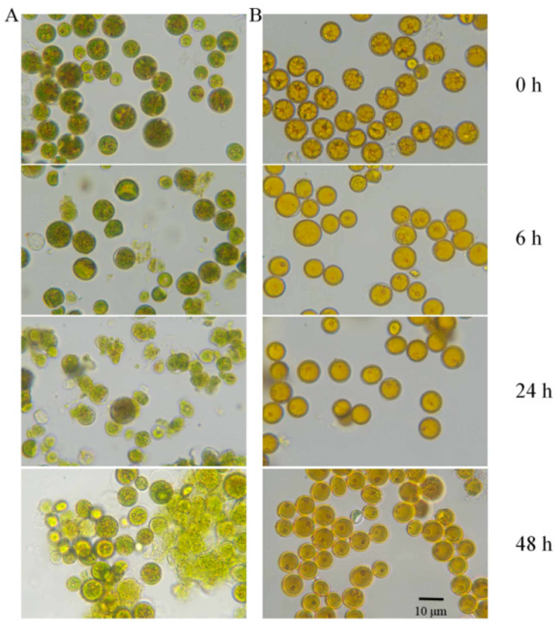 Microorganisms 13 00903 g001