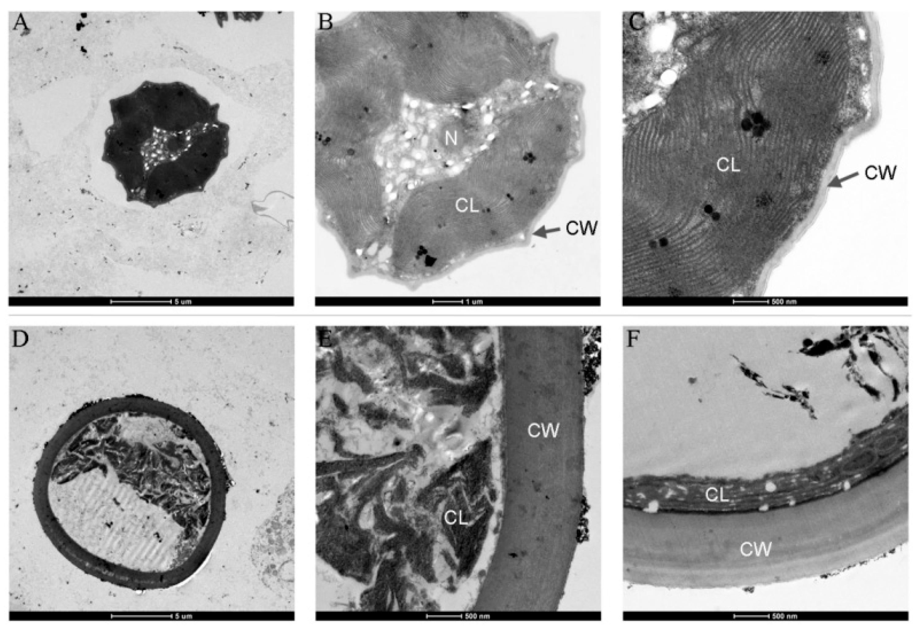 Microorganisms 13 00903 g003