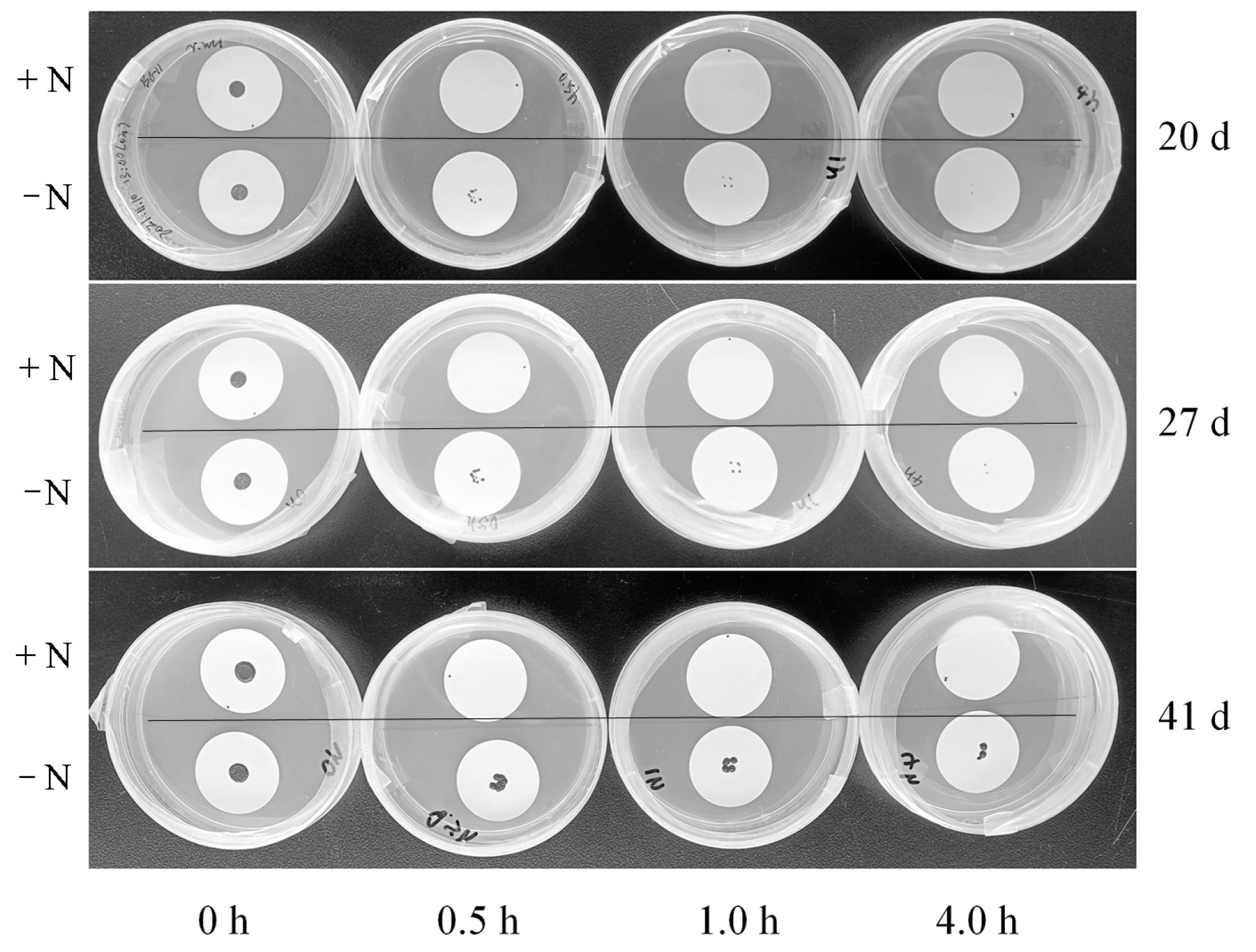 Microorganisms 13 00903 g009