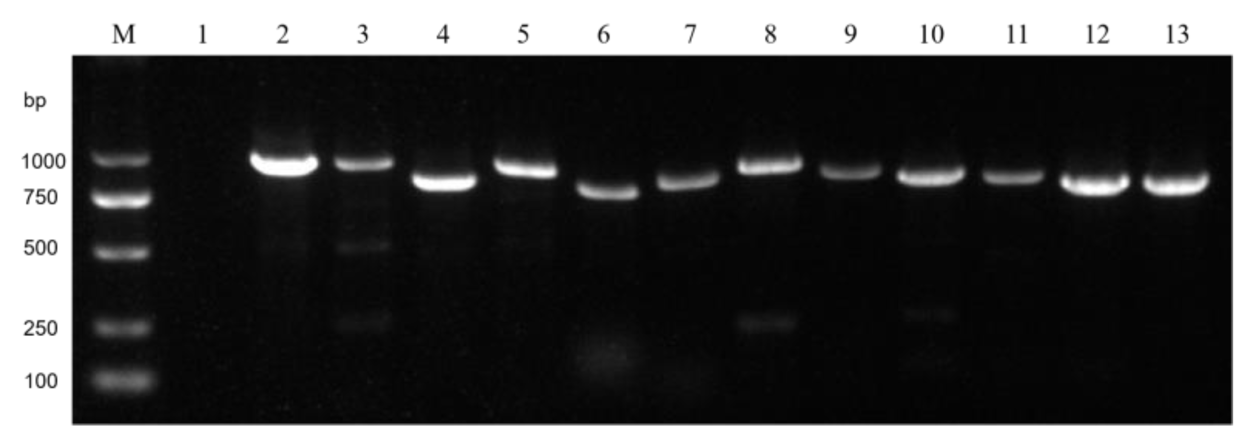 Microorganisms 13 00906 g005