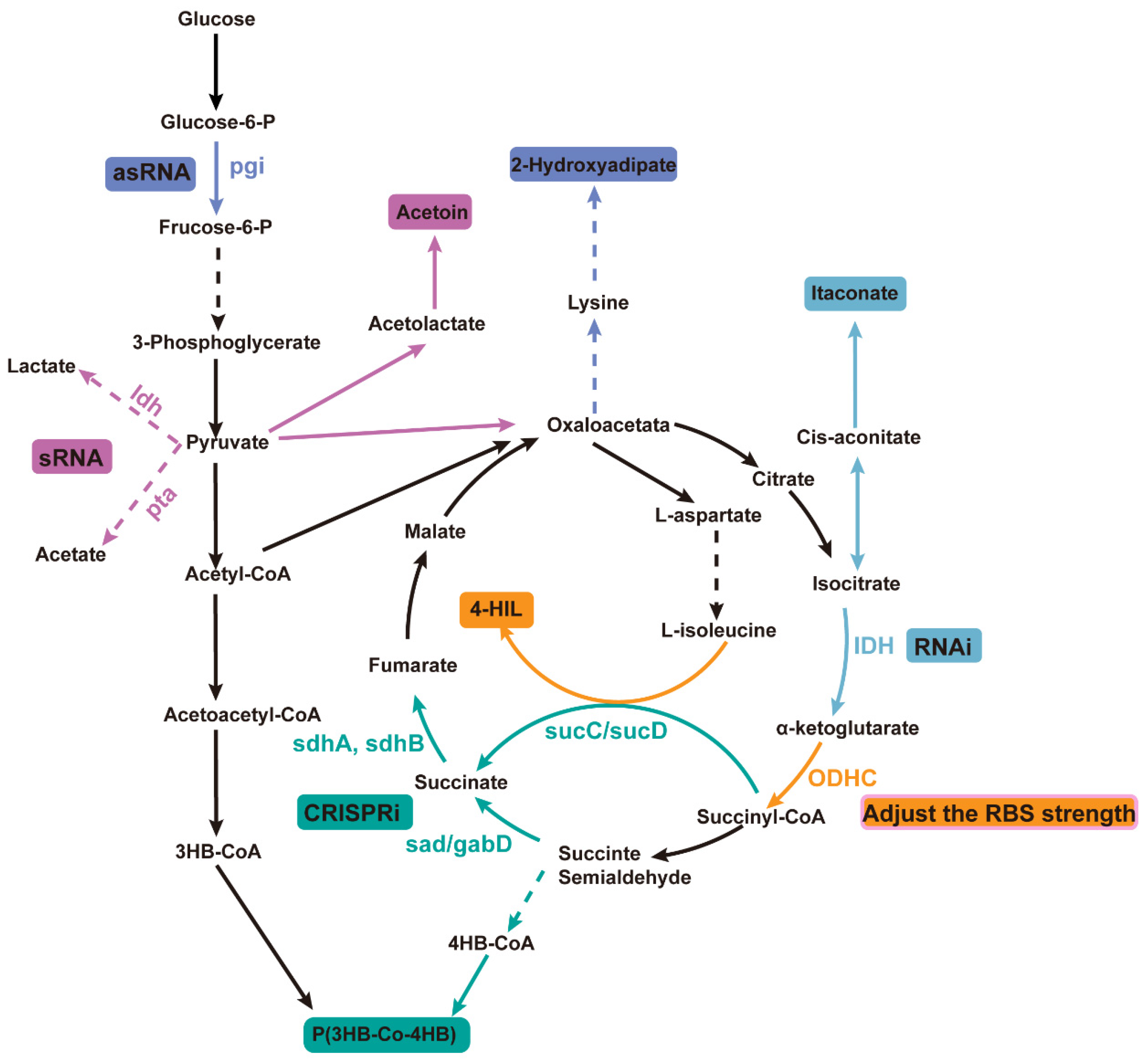 Microorganisms 13 00927 g002