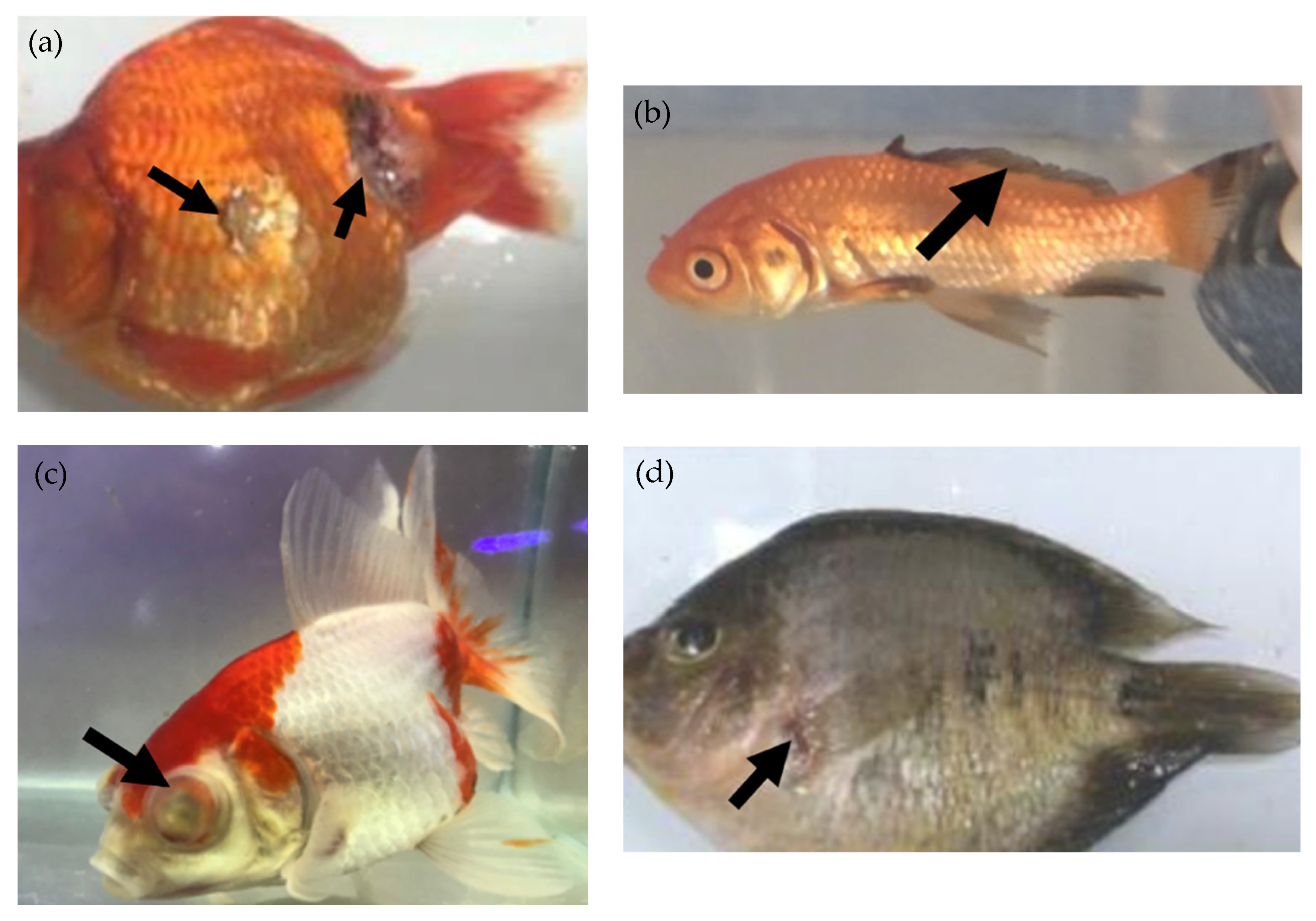 Microorganisms 13 00937 g002