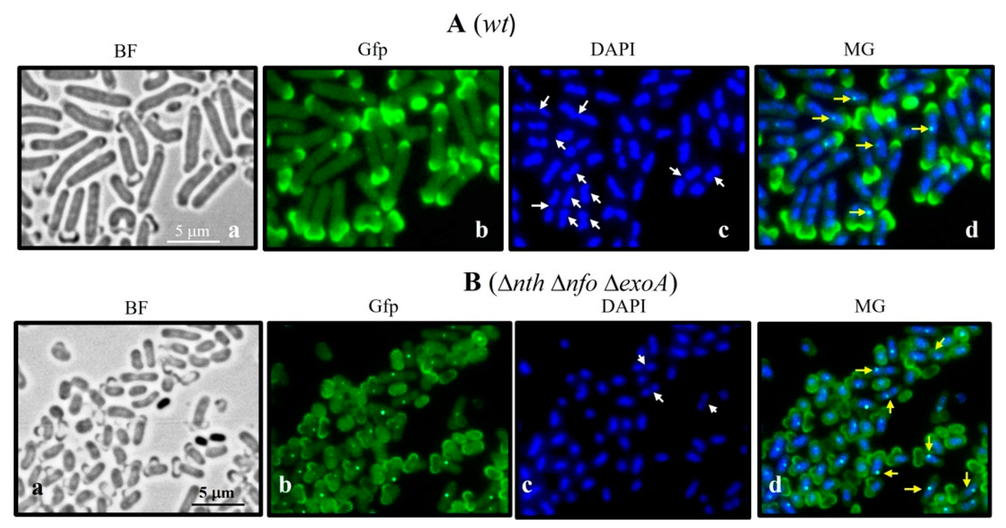 Microorganisms 13 00939 g007