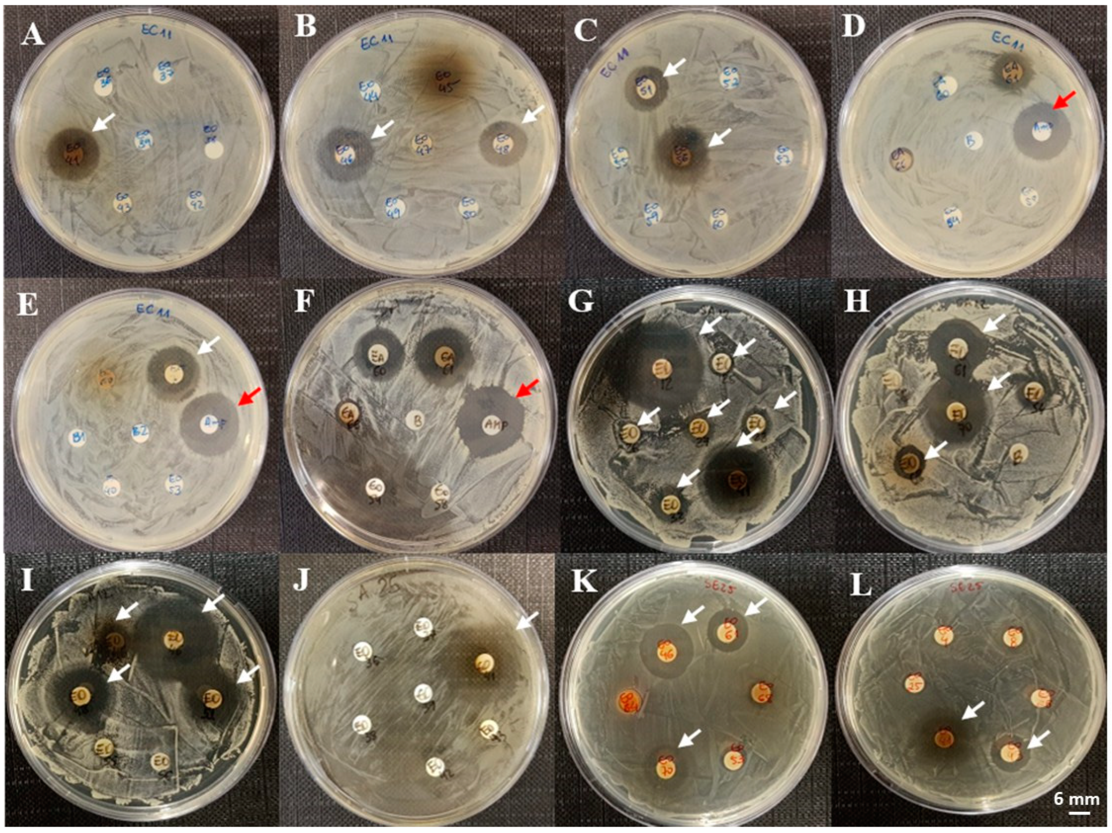 Microorganisms 13 00940 g004