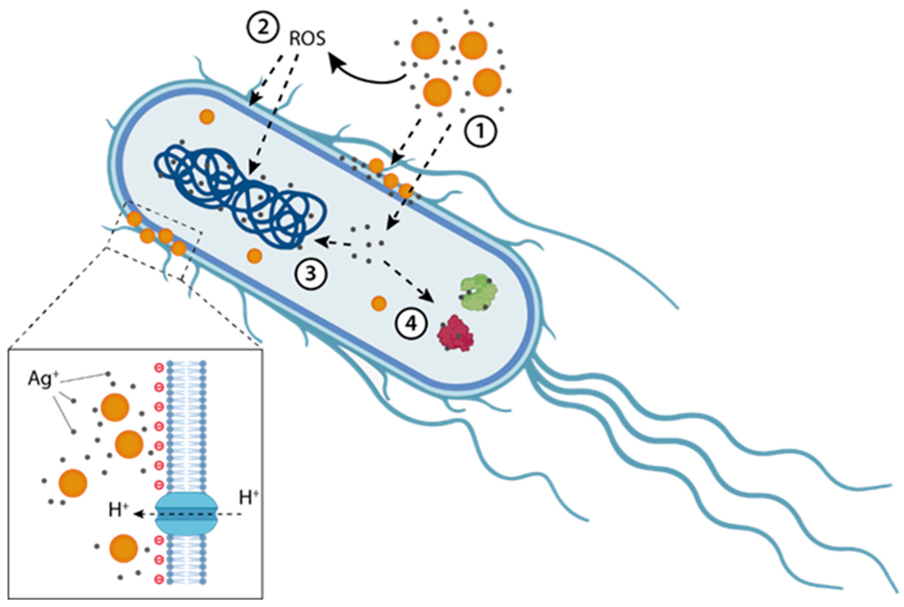 Silver Nanoparticles and Antibiotics: A Promising