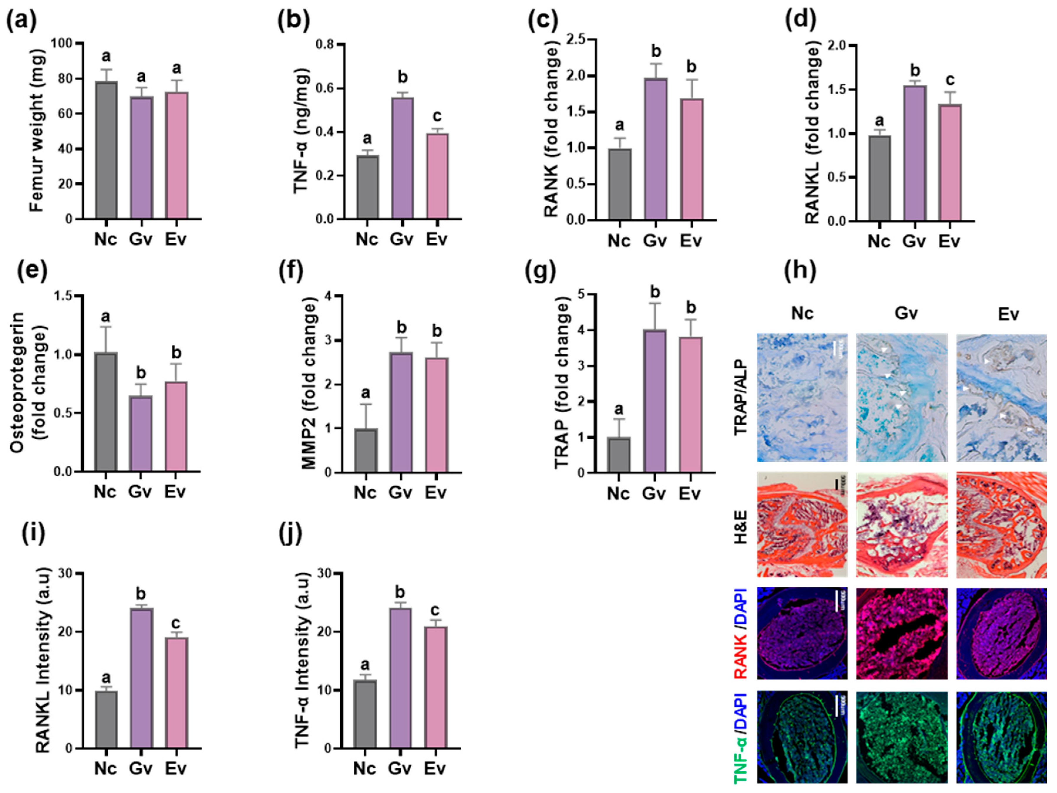 Microorganisms 13 00955 g003