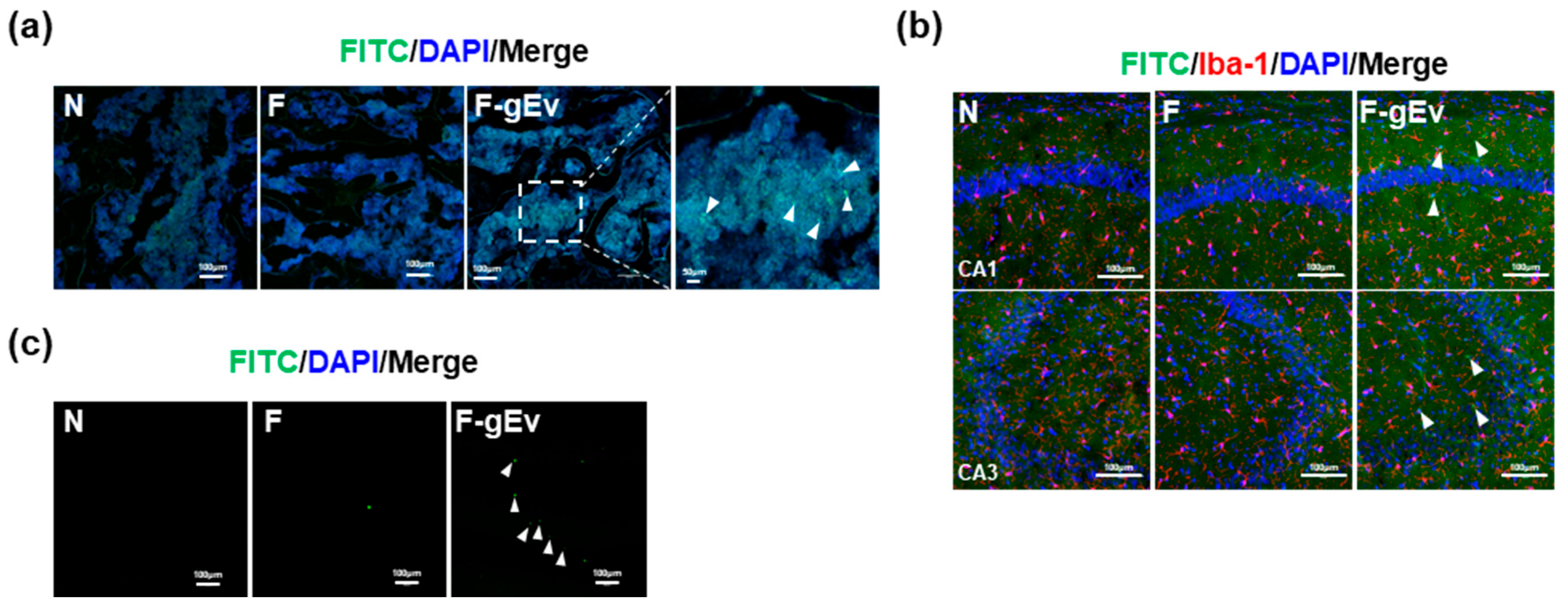 Microorganisms 13 00955 g008